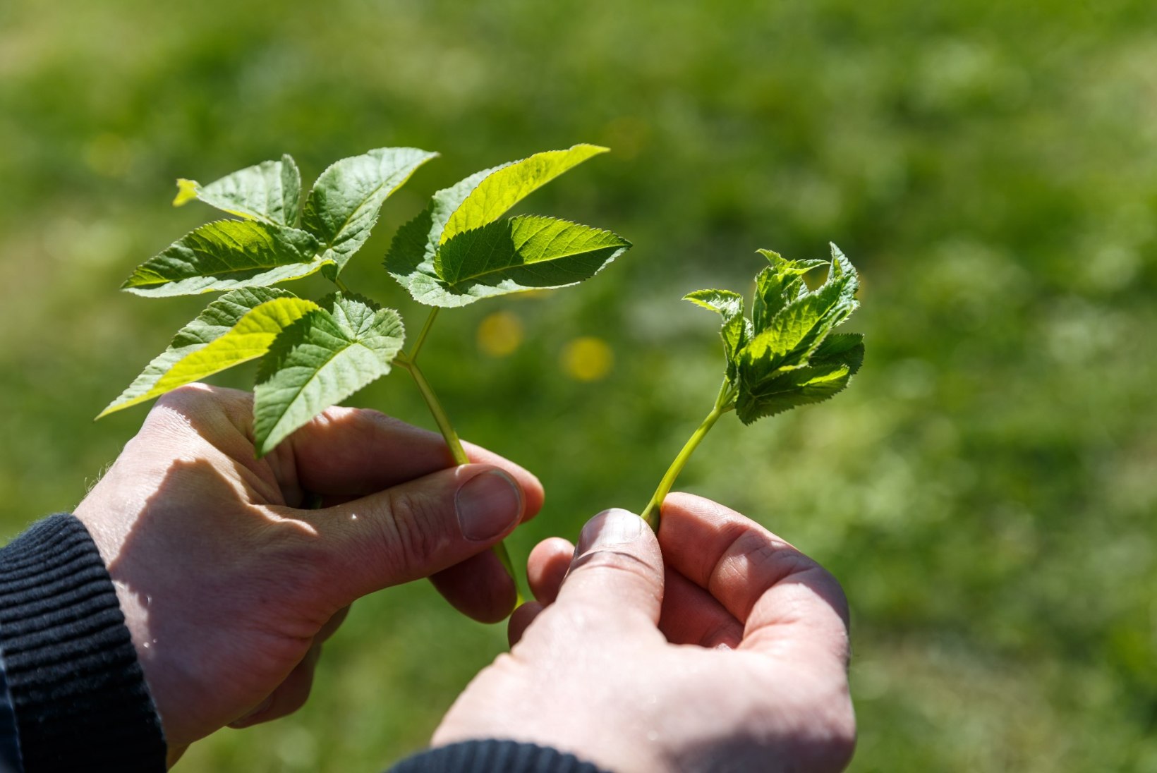 TAIMETARK HOIATAB: mürgised taimed võib väga kergesti kasulikega segamini ajada!