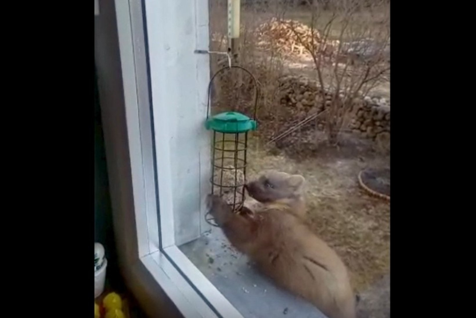 VIDEO |  Nugis käib akna taga lindude söögilaual maiustamas