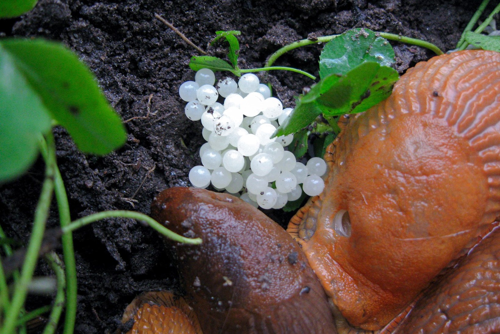 Võõrnälkjad tuleb aiast kohe kevadel korjata: iga isend, kes maikuus muneb, annab kuni 400 järglast