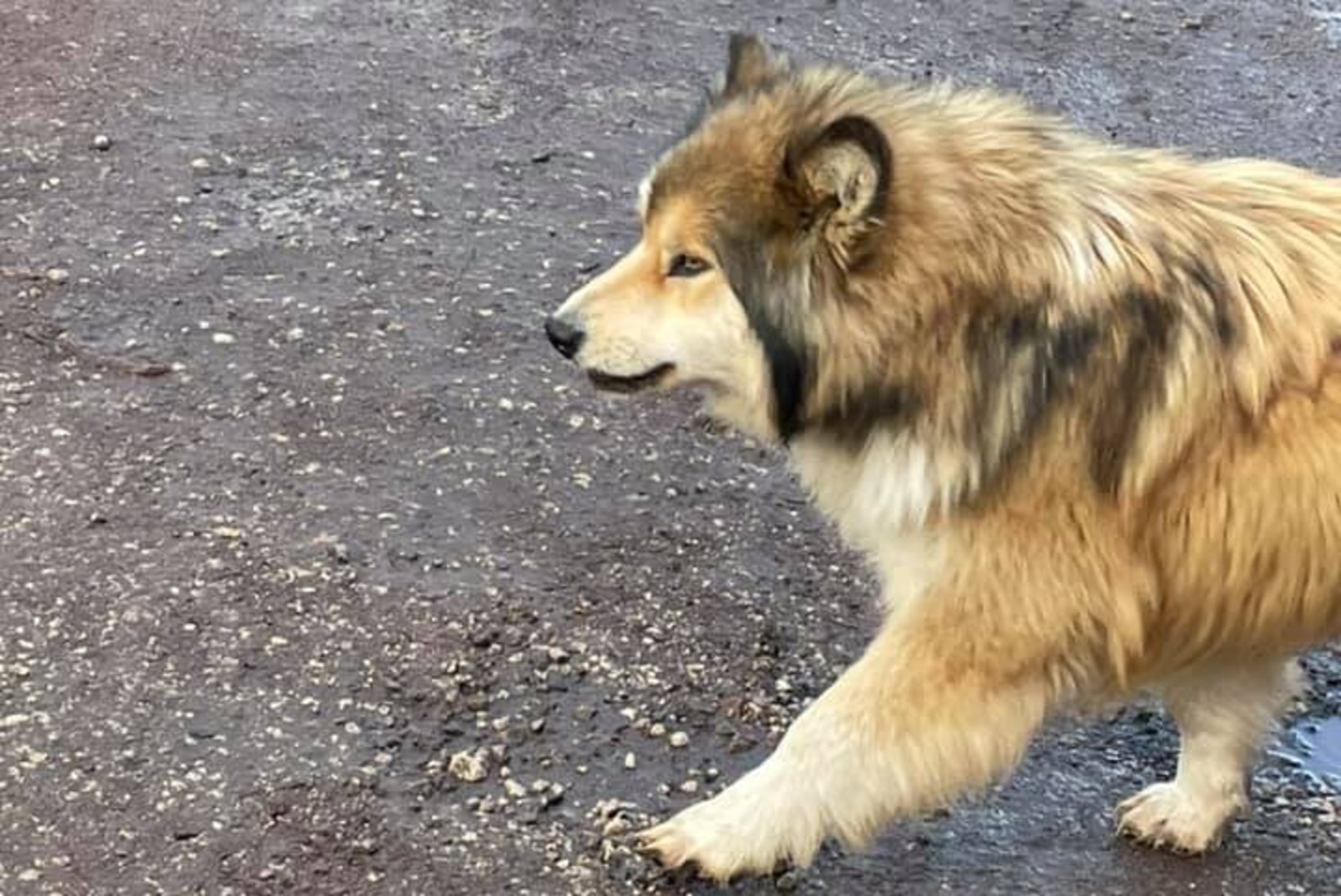 Omakohus: kohalikele ohtlik hulkuv koer tapeti ammuga