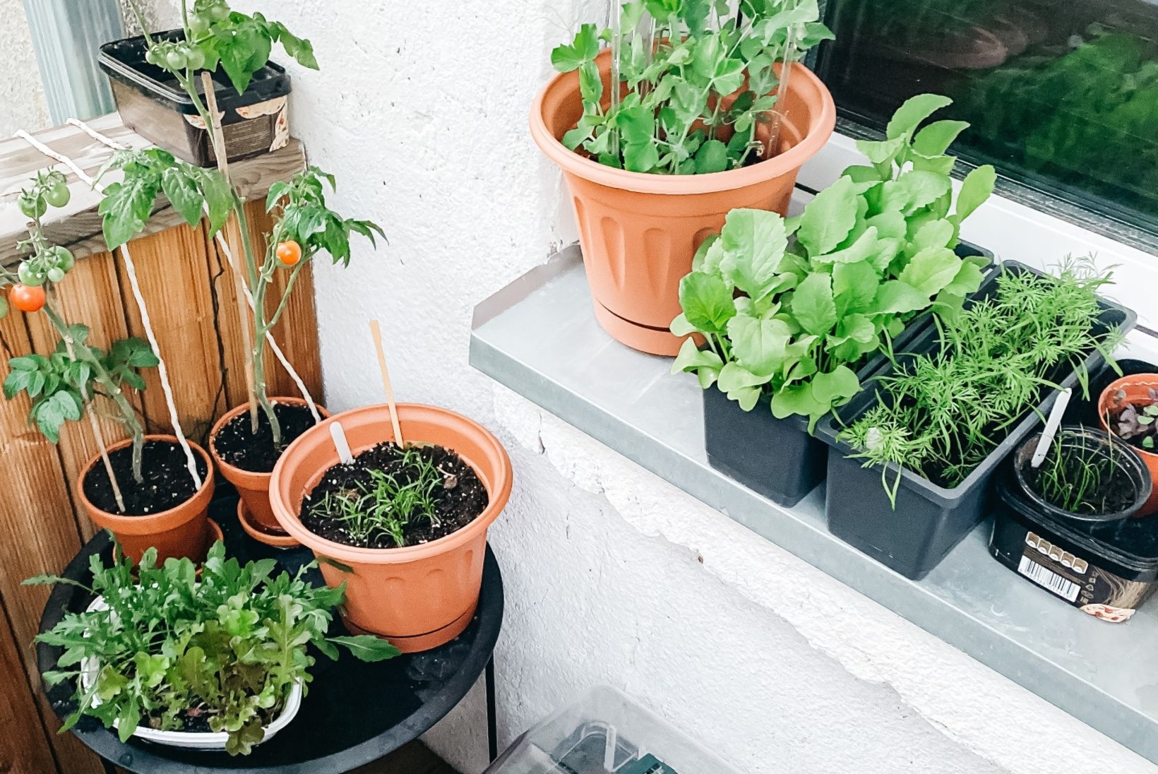 TEEME SELGEKS: mida pead teadma, kui plaanid rõdul või terrassil aiasaadusi kasvatada?