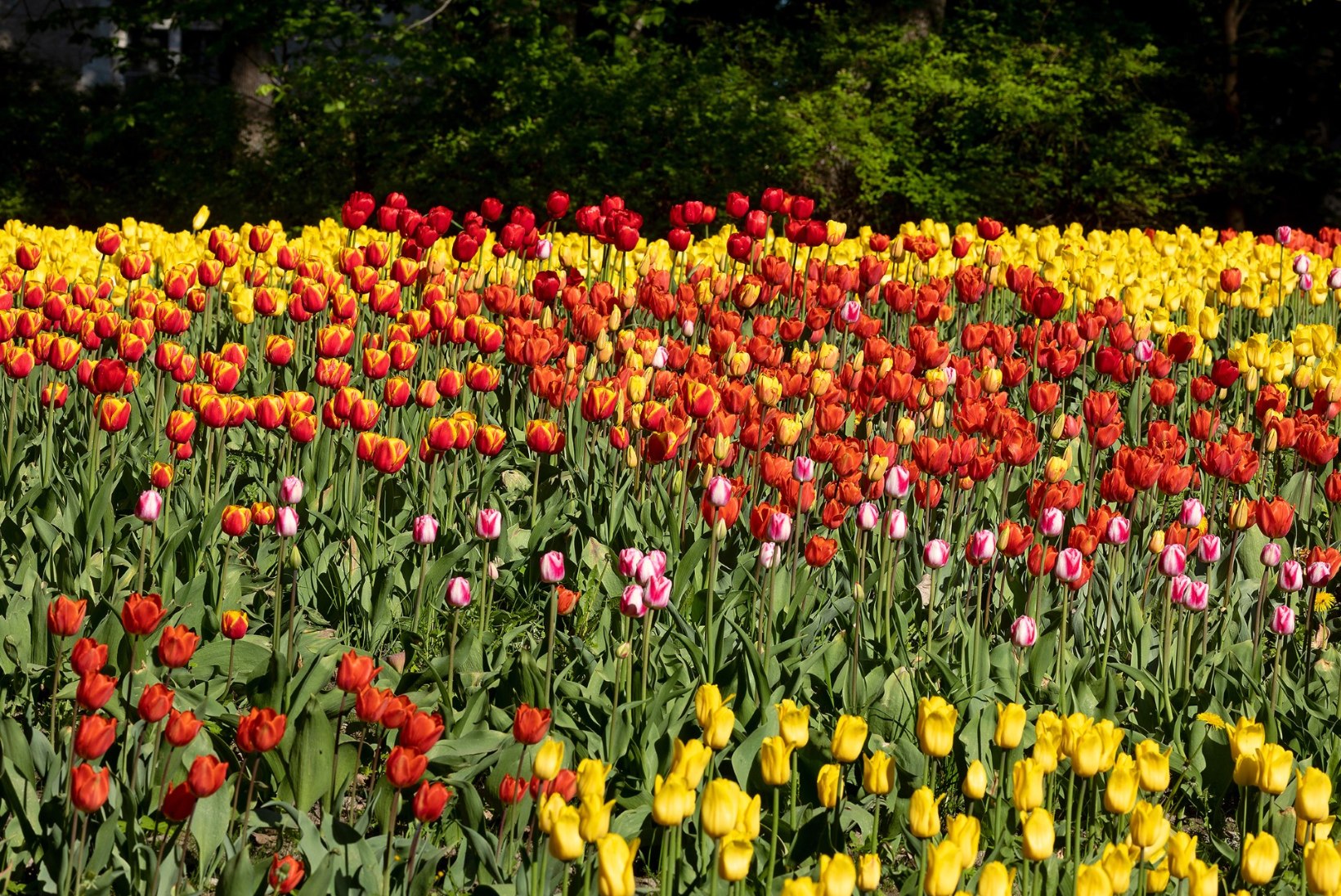 AIALUGU | Kütkestav lilleelamus Kirna mõisas – 200 000 tulpi ja tuhanded nartsissid