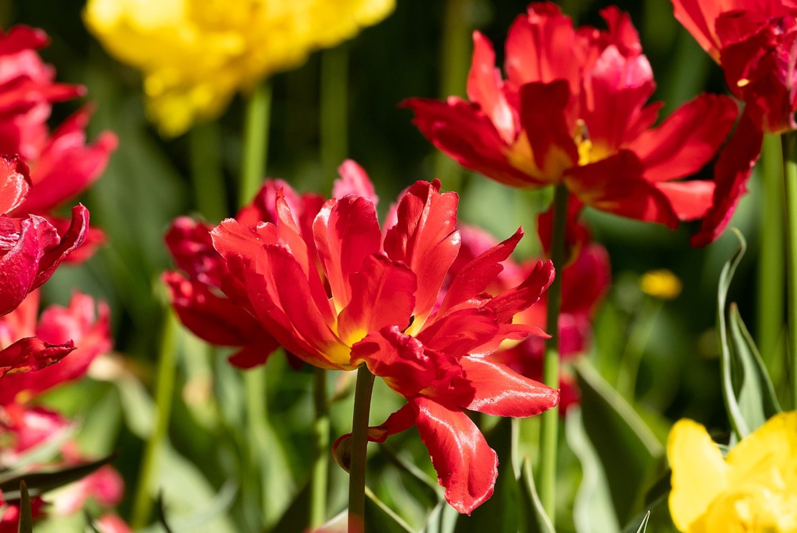 AIALUGU | Kütkestav lilleelamus Kirna mõisas – 200 000 tulpi ja tuhanded nartsissid