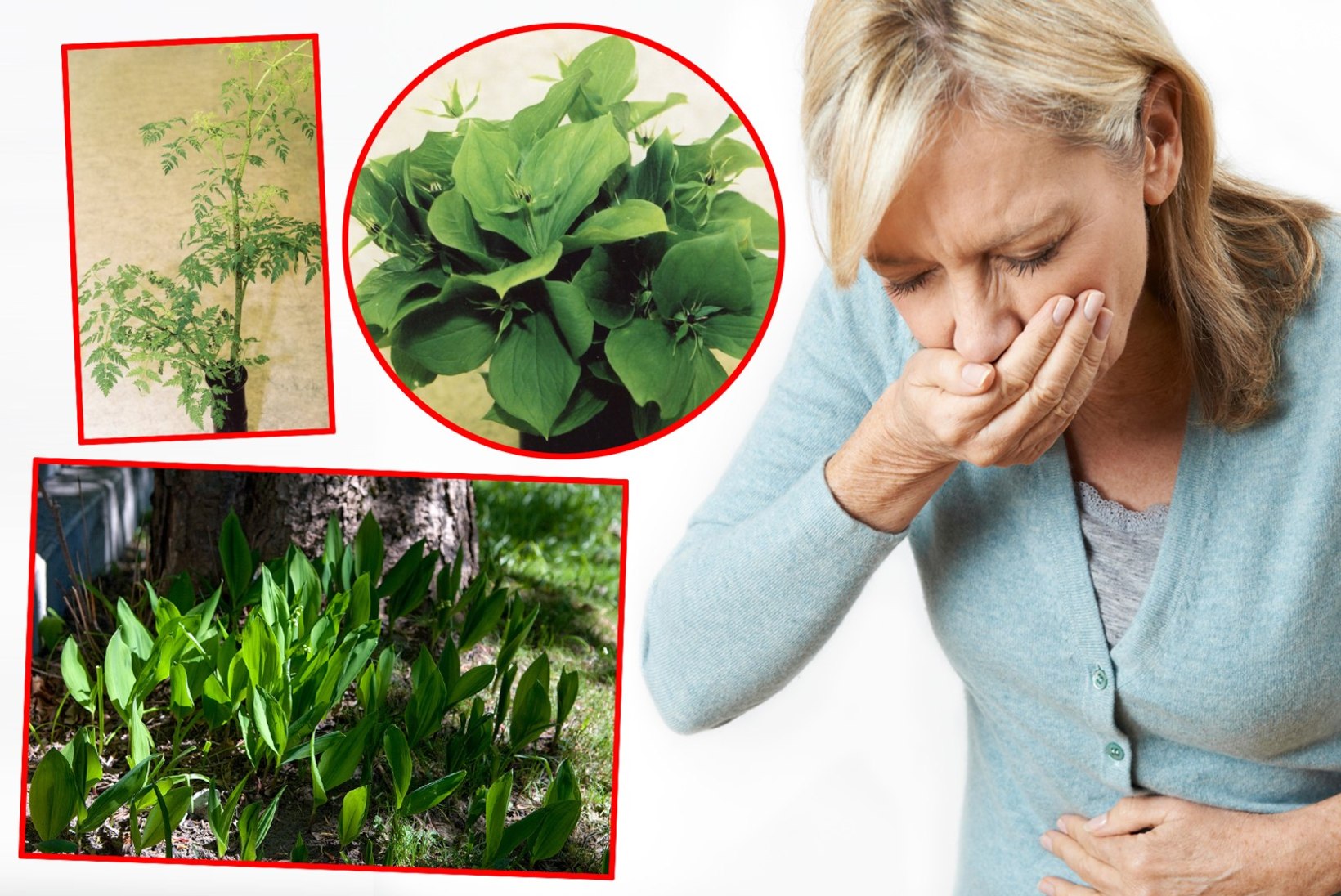 ÄRA TEE MÜRGIJOOKI! Need kevadised taimed muudavad tervisliku smuuti hoopis mürgikokteiliks