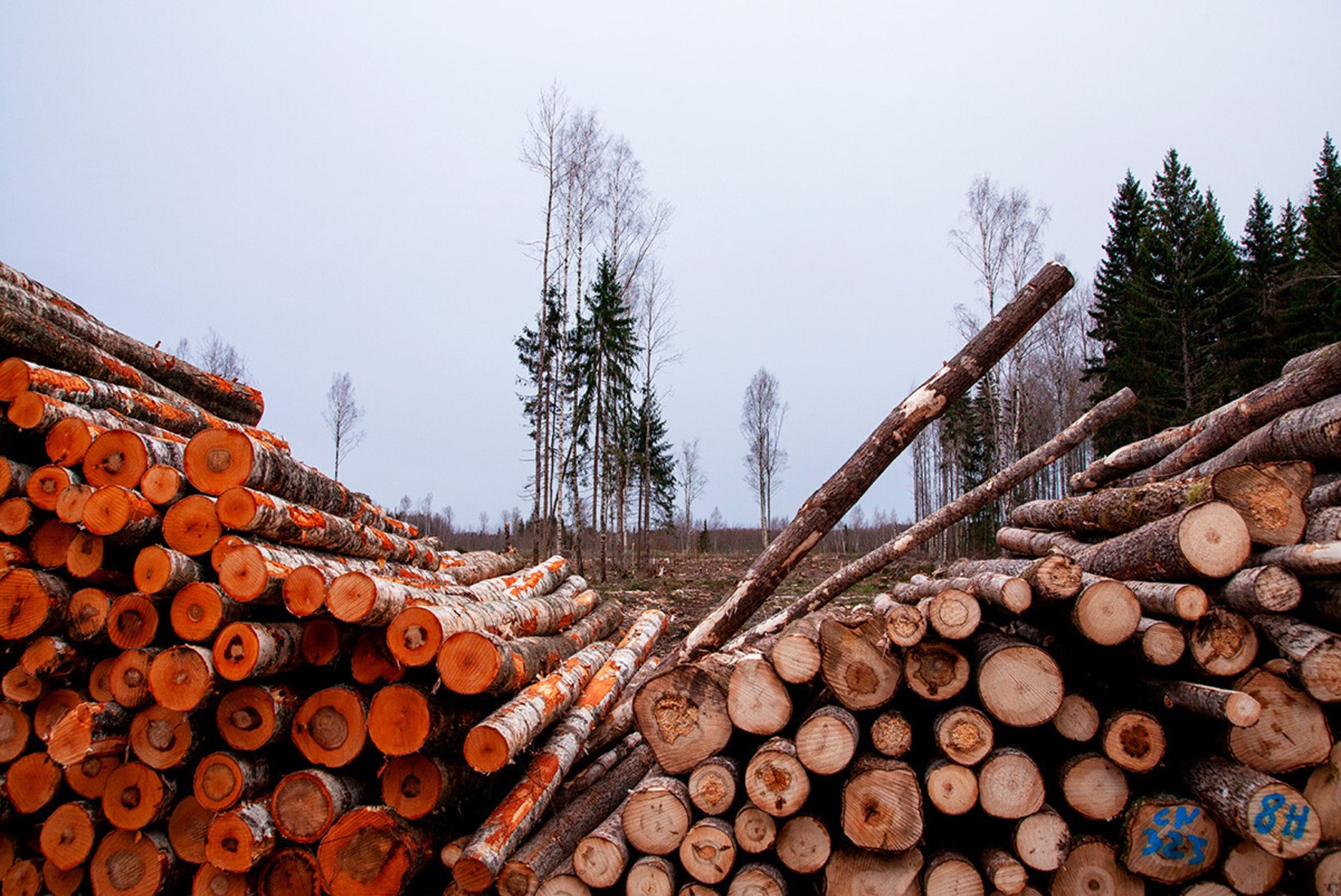 Metsandusuudiseid | Palgi hind läheb endiselt üles, küttepuit rekordiliselt odav