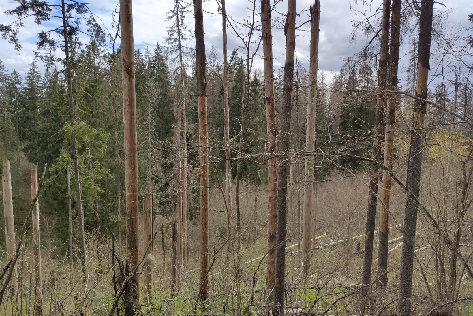 Torm, üraskid ja tuli: kliimamuutused tõstavad Eesti metsade häiringukoormust