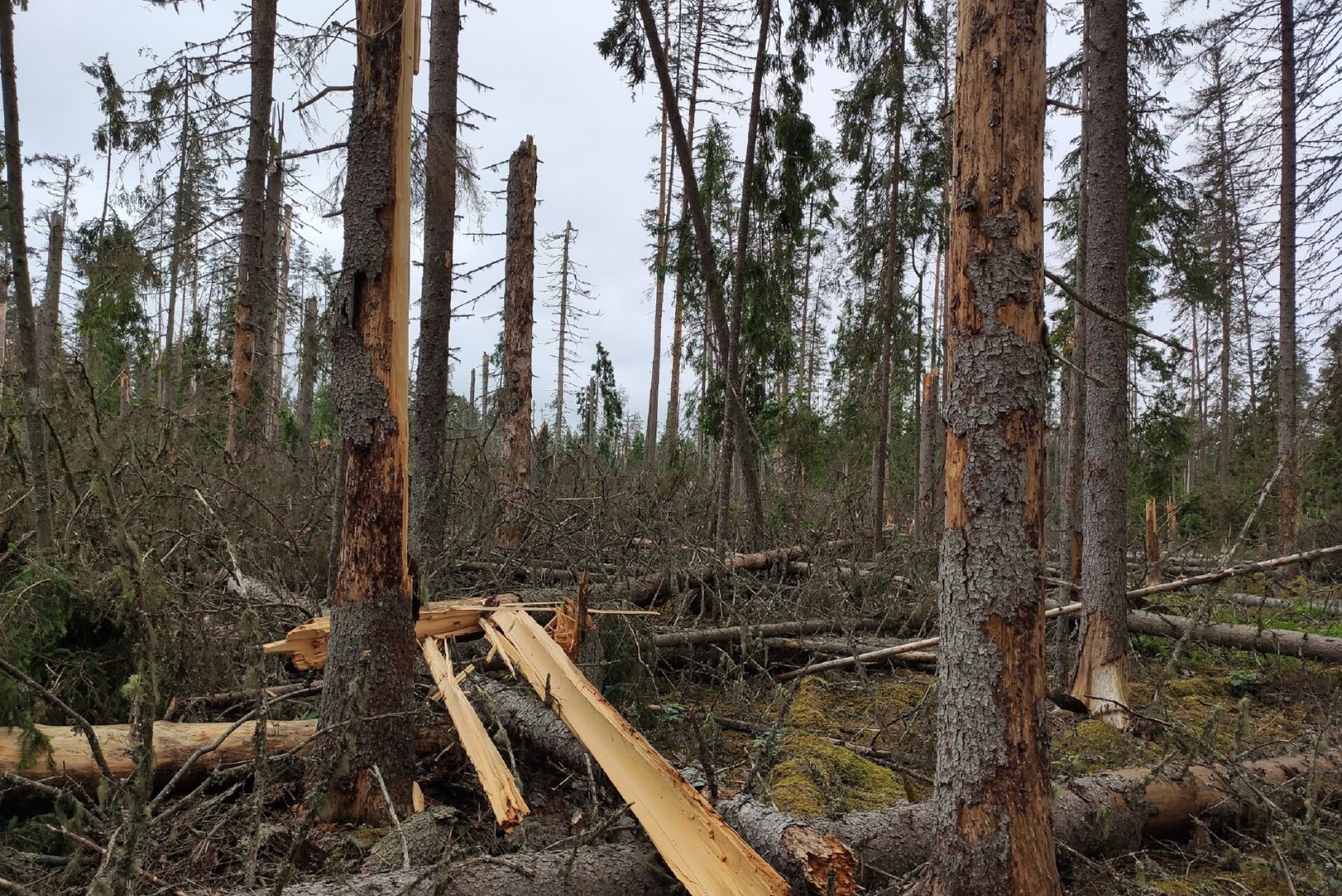 Torm, üraskid ja tuli: kliimamuutused tõstavad Eesti metsade häiringukoormust