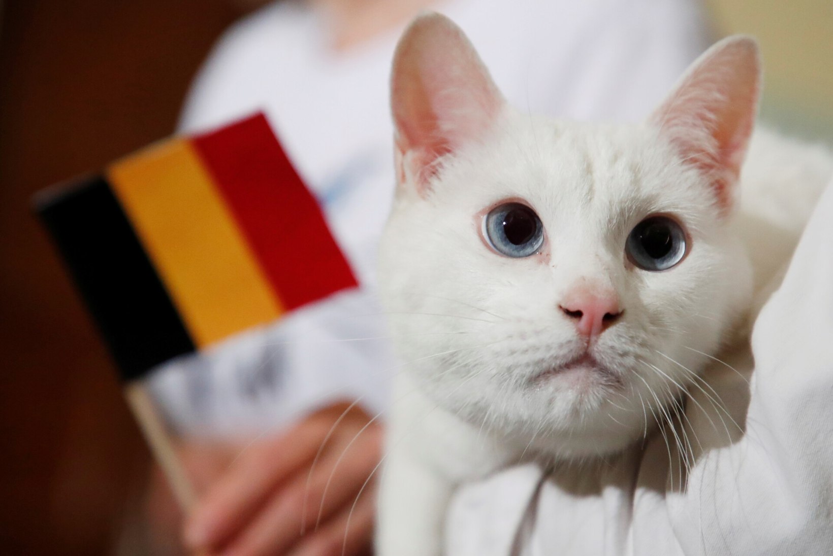 VIDEO | Venemaa patrioodist oraakel-kass ennustab Belgia edu