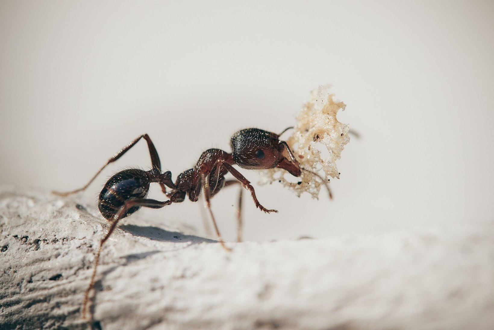 Naistelehe kodu-uudised: põnevad viisid, kuidas purke enne ringlusse viimist kasutada ja kuidas tõrjuda sipelgaid?
