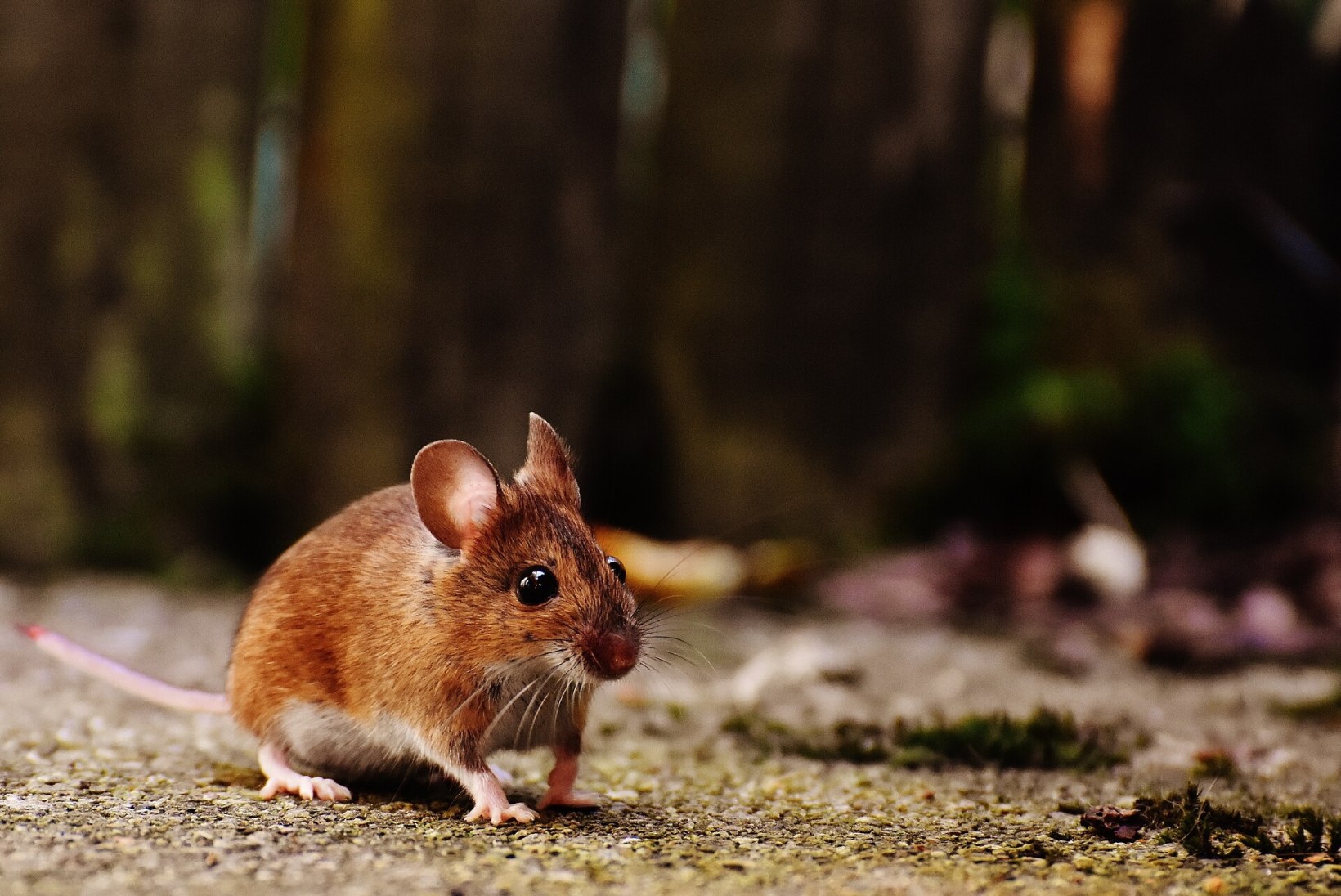 NÄRILISED KIMBUTAVAD: kas hiirtest on võimalik vabaneda ilma neid tapmata?