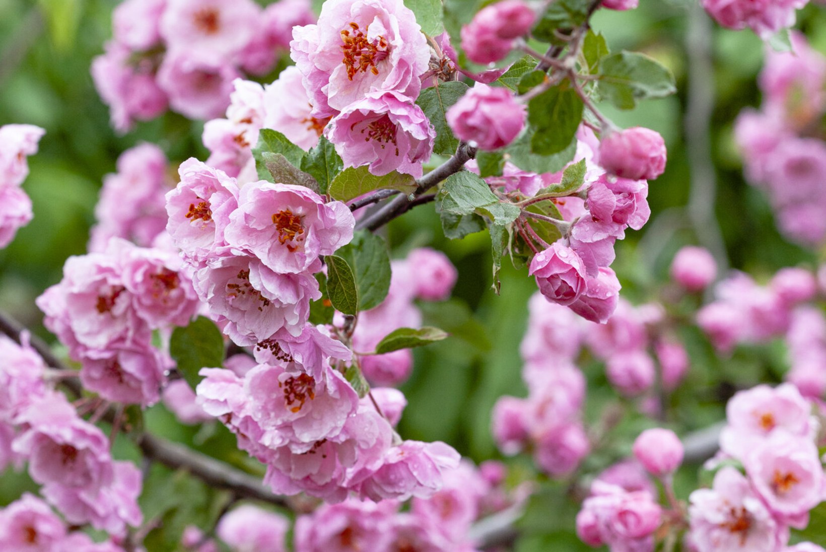 Kevadine õitemeri: iluõunapuu on aias tõeline pilgupüüdja