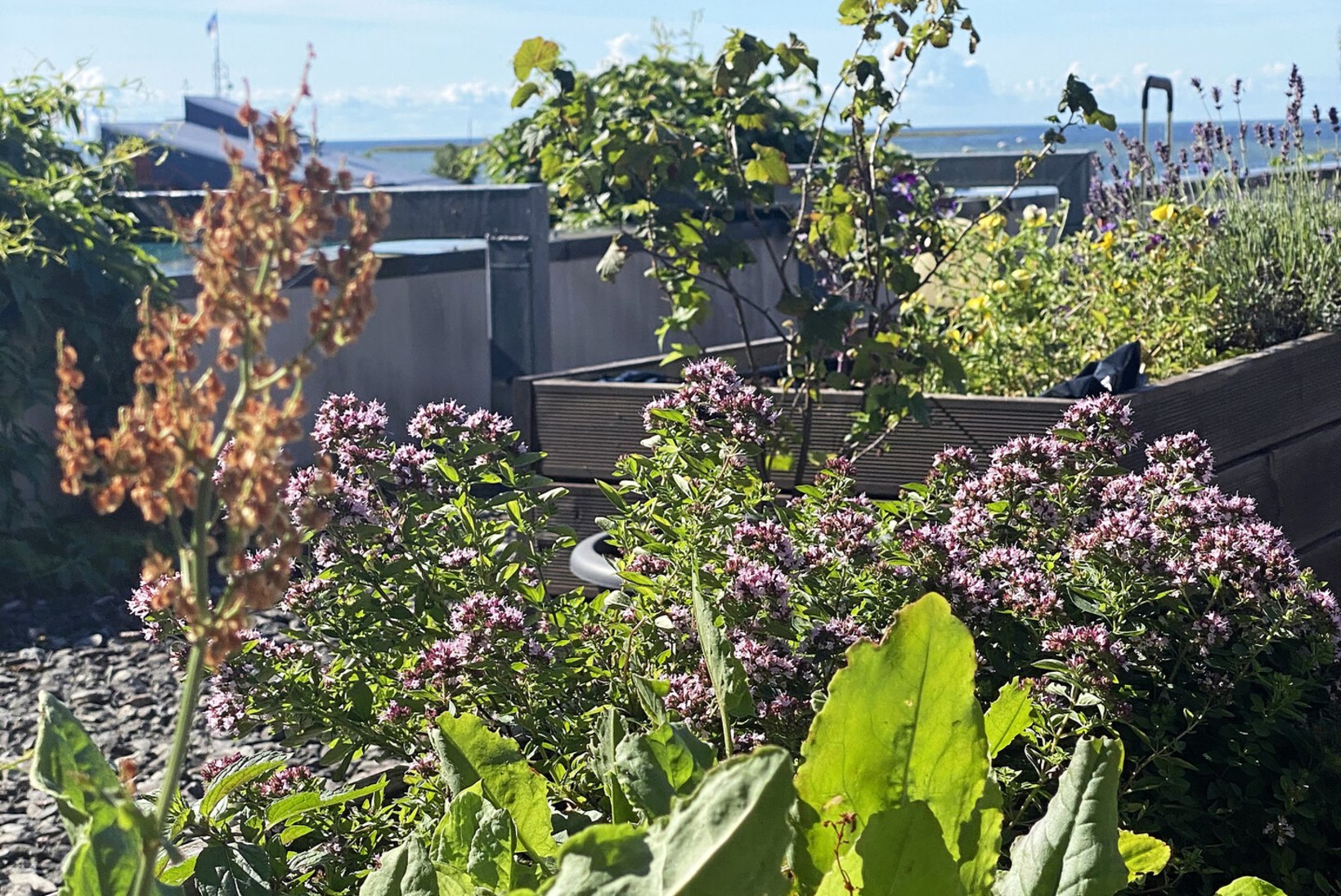 Põnev katuseaed, mille viljad rändavad kõrgelt hinnatud restorani roogadesse