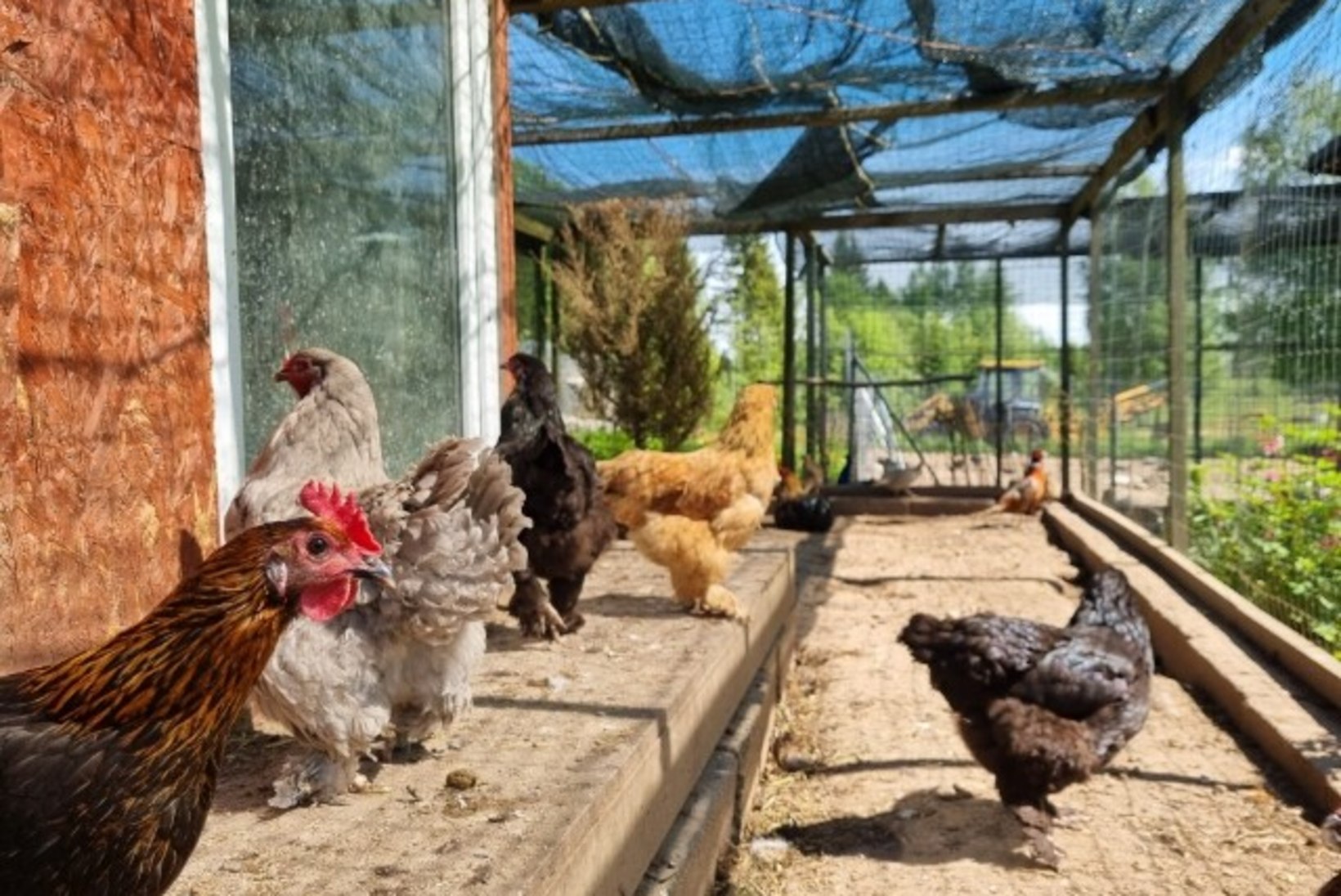 LINNAKANAD | Millega peab arvestama kanade rentimisel?
