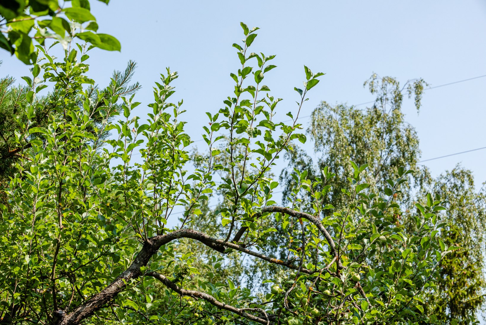 Viljapuud vohavad kasvada? Suvi on just õige aeg õunapuude kärpimiseks