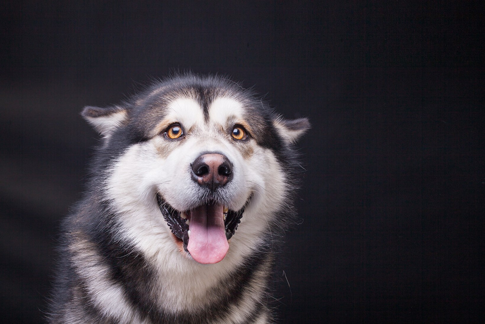 Kui koer naeratab kogu südamest ehk Kas loomadel on huumorisoon?