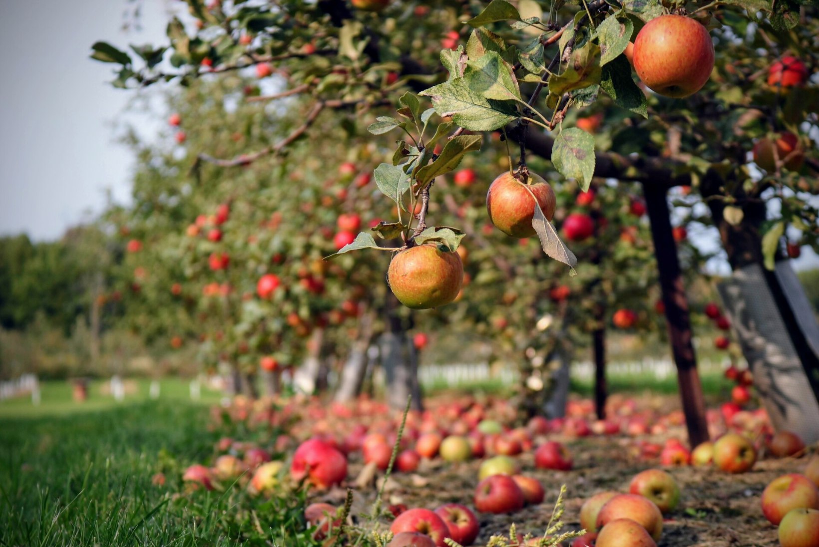 Puualune on ubinaid täis  – kuhu visata mahavarisenud õunad?