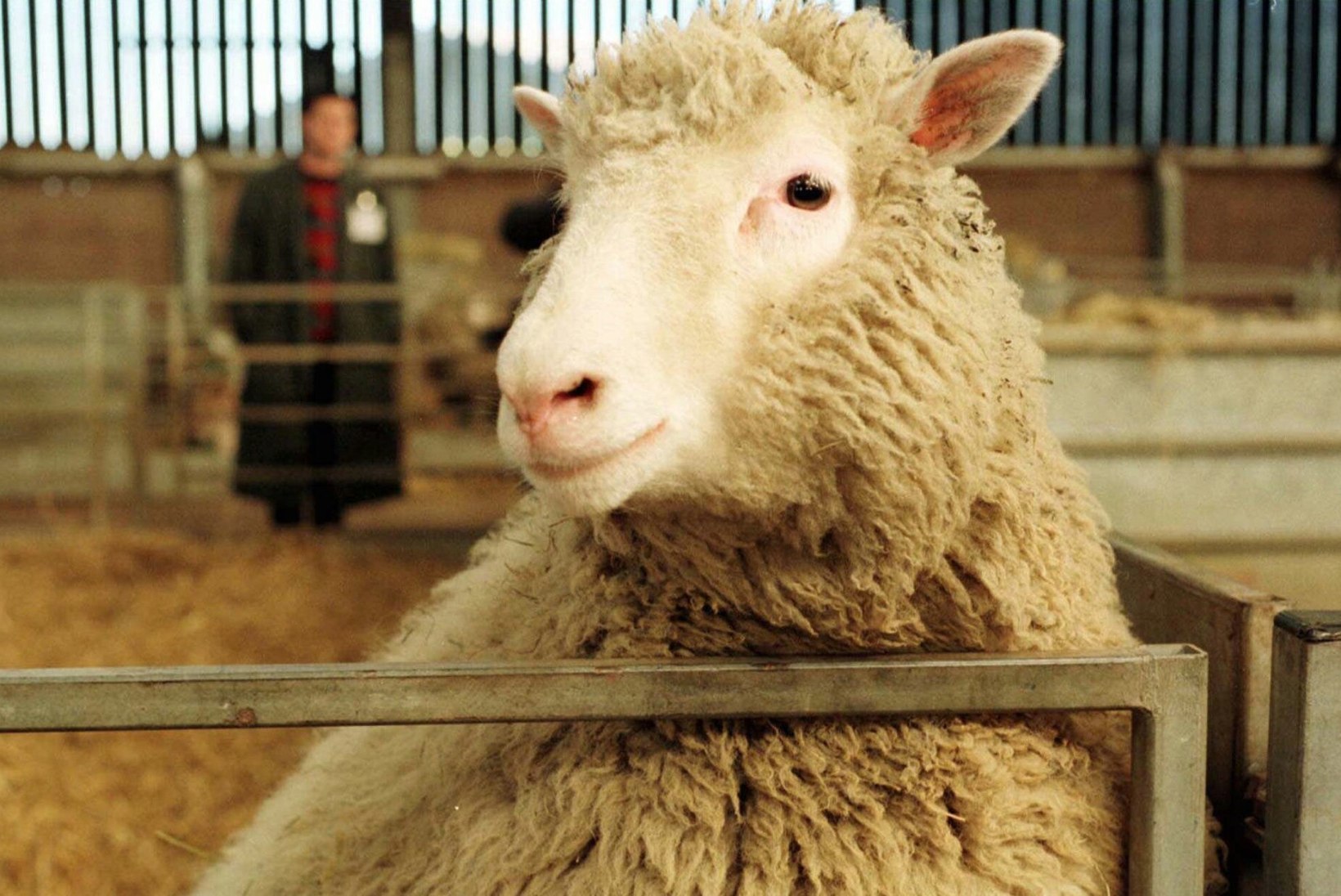 KLOONITUD STAAR: lammas Dolly elu jäi oodatust lühemaks