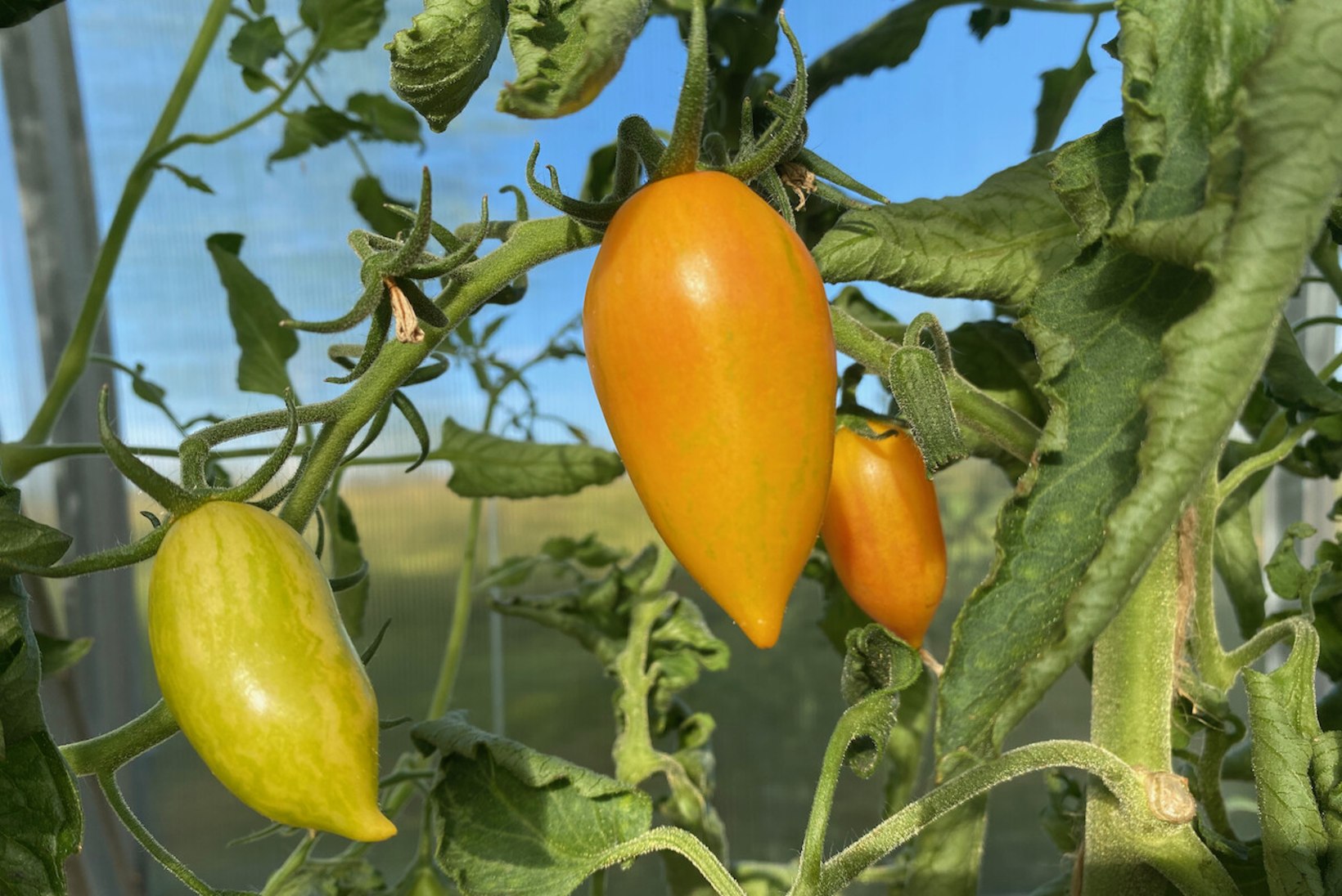 TOMATID ESIVANEMATE AIAMAALT: Marian Nummerti kasvuhoones kasvavad põnevad tomatid, millest mõni sort lausa 100 aastat vana