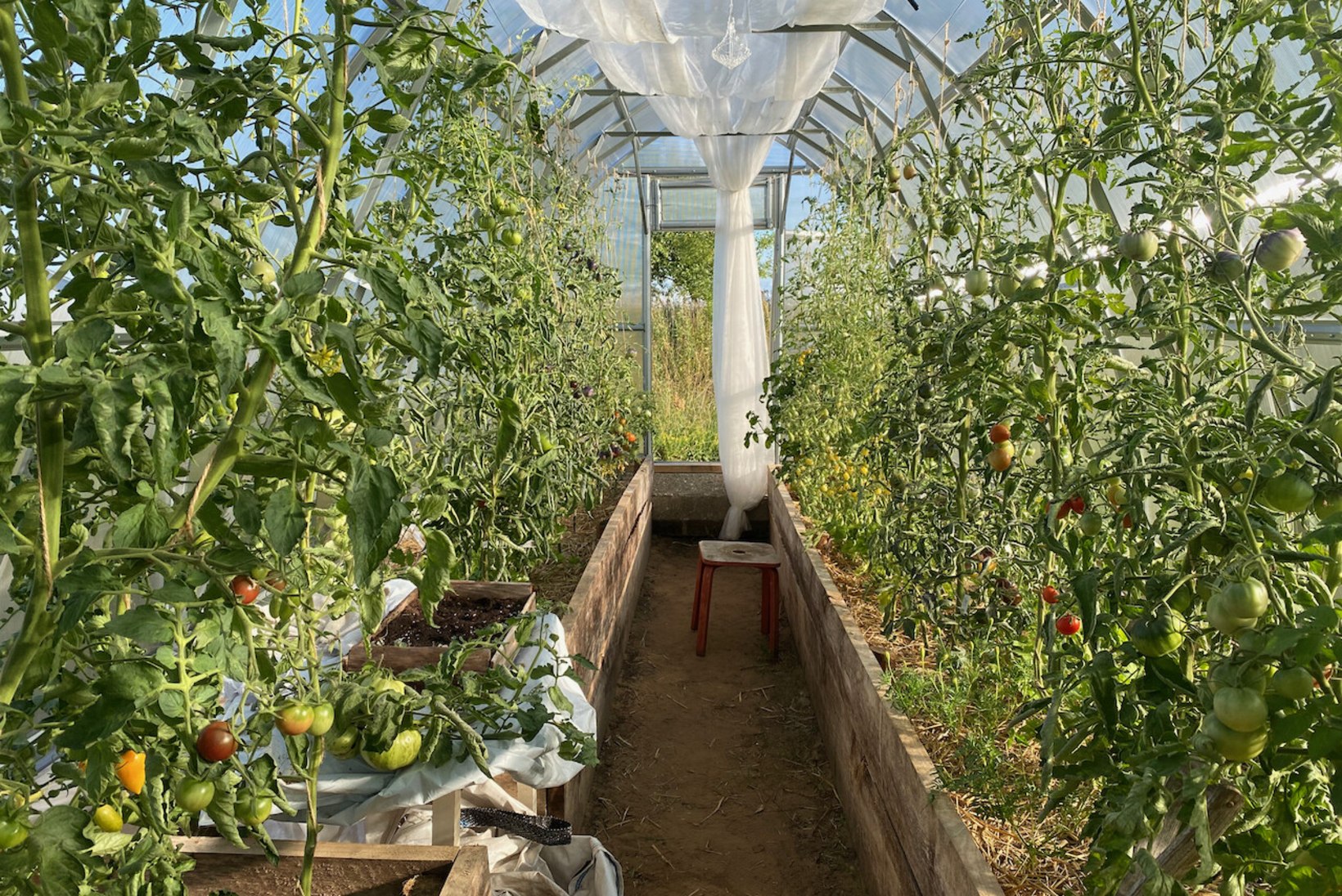 TOMATID ESIVANEMATE AIAMAALT: Marian Nummerti kasvuhoones kasvavad põnevad tomatid, millest mõni sort lausa 100 aastat vana