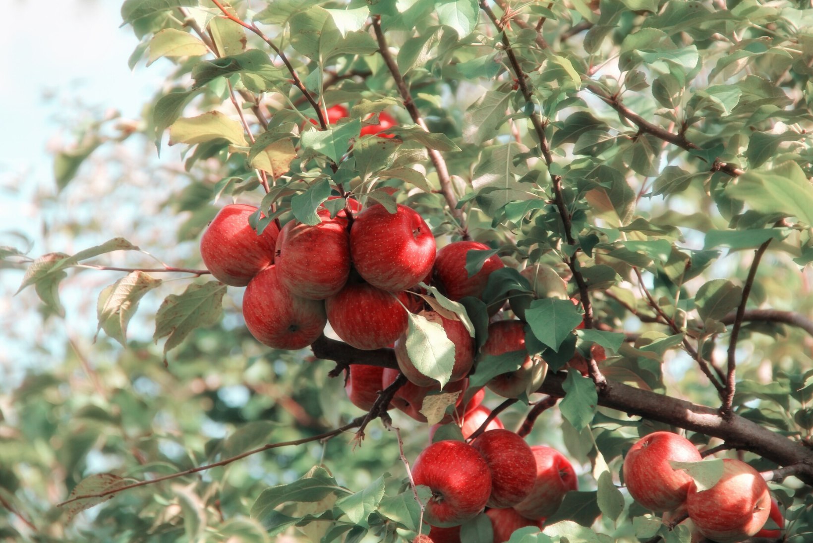 LUGEJA KÜSIB: kelle omad on naabri aeda kasvanud õunapuuoksa viljad?