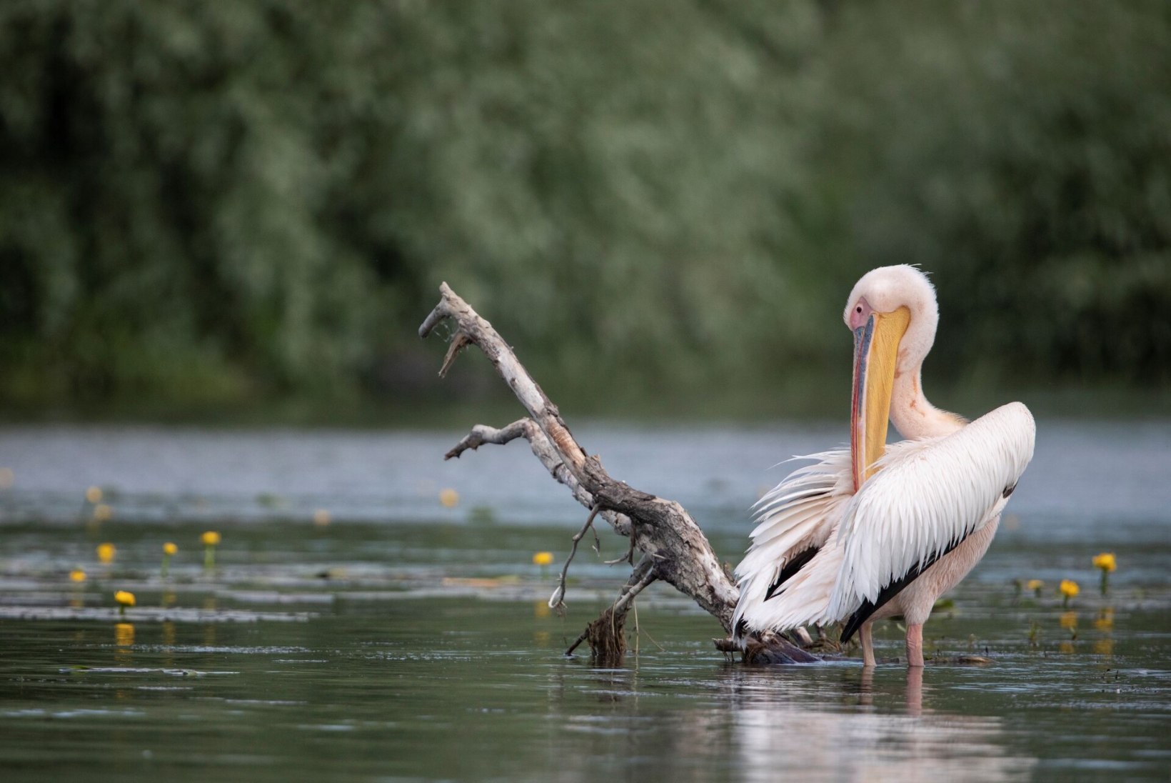 FOTOGRAAFIA | Doonau delta – kalameeste ja linnuhuviliste paradiis