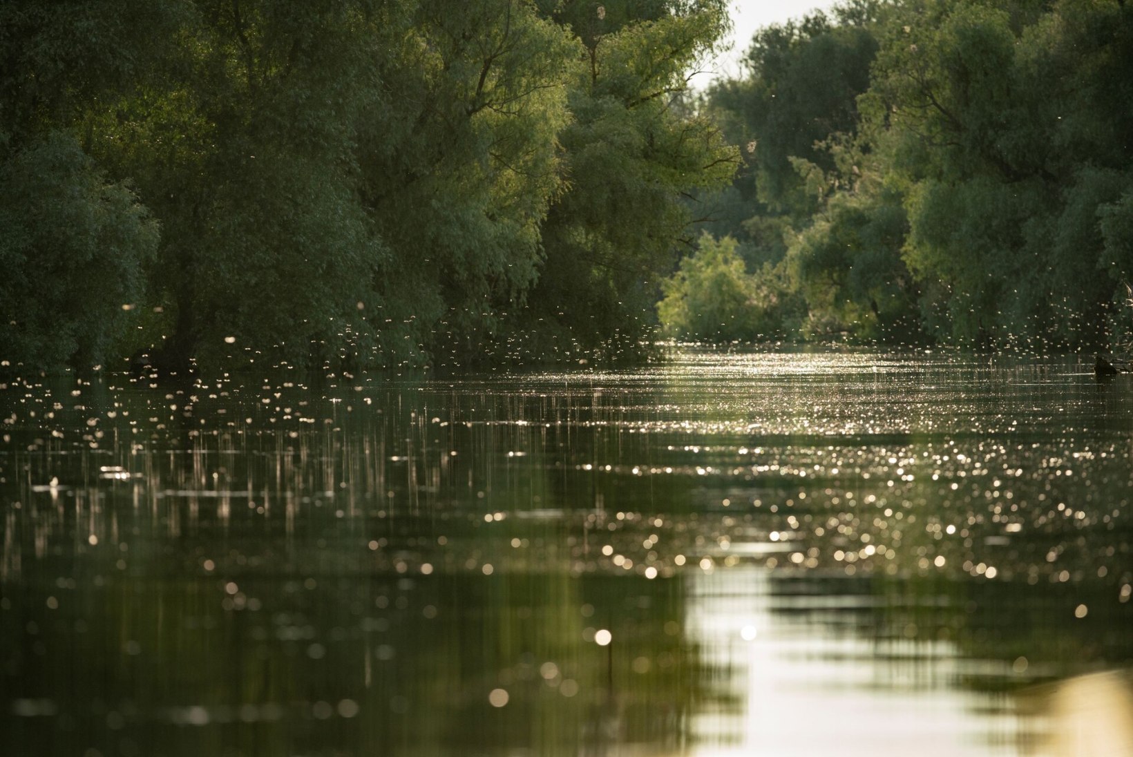 FOTOGRAAFIA | Doonau delta – kalameeste ja linnuhuviliste paradiis