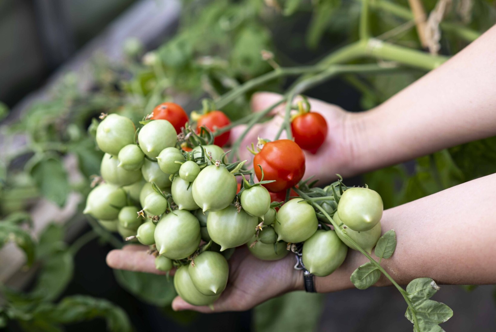 NÄITUS: Tallinna botaanikaaias esitletakse nädalavahetusel üle 200 sordi tomateid