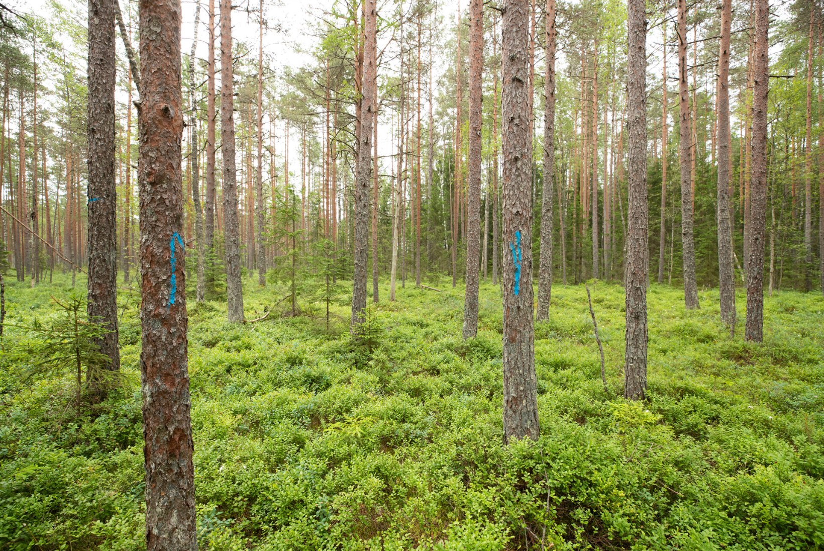 ARVUTAME ROHELISEMAKS! Miljonite tonnide küsimus: Eesti teatab maailmale, et meie metsad seovad süsinikku – aga tegelikult on vastupidi!