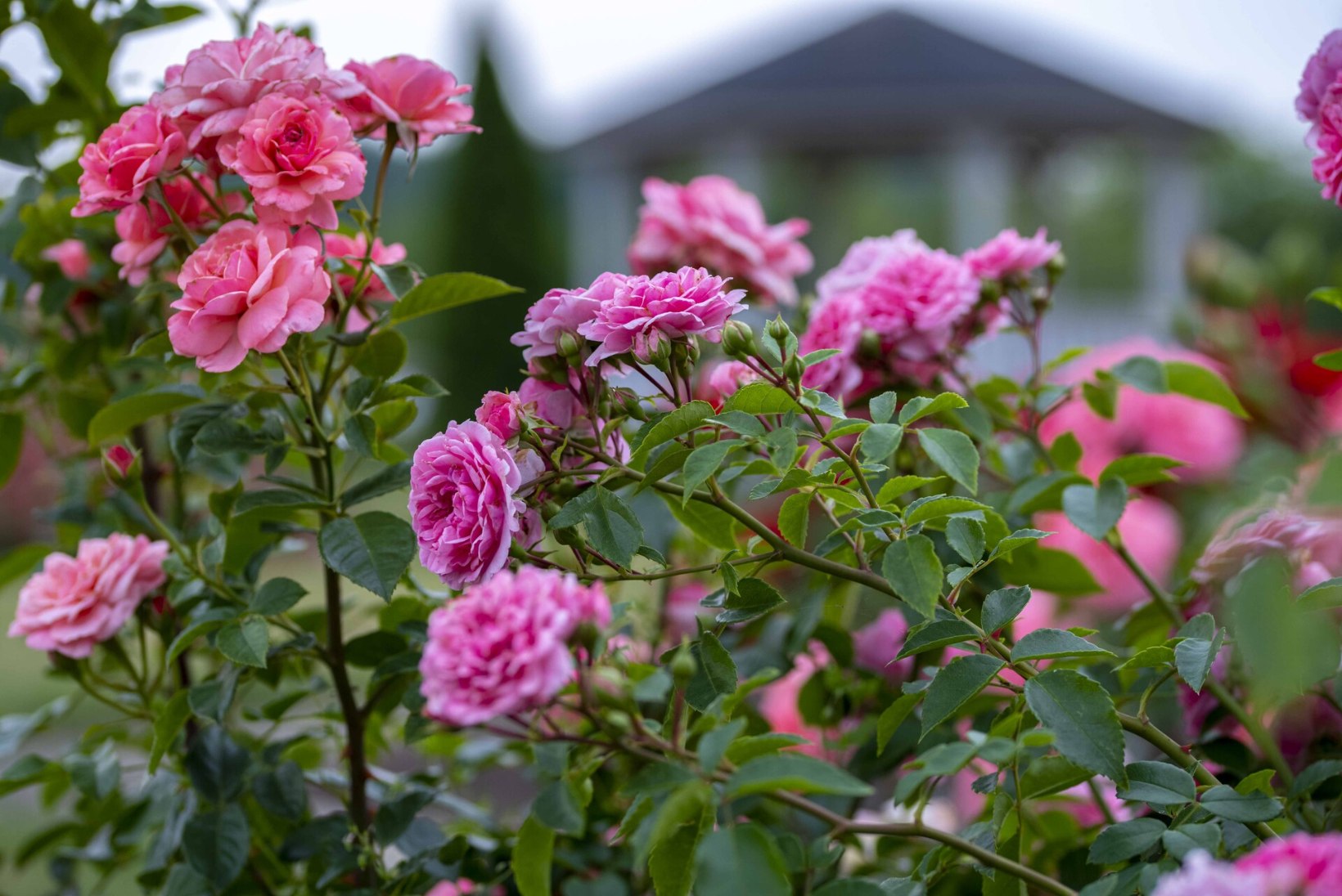 Tallinna Botaanikaaias õpetatakse rooside eest hoolt kandma