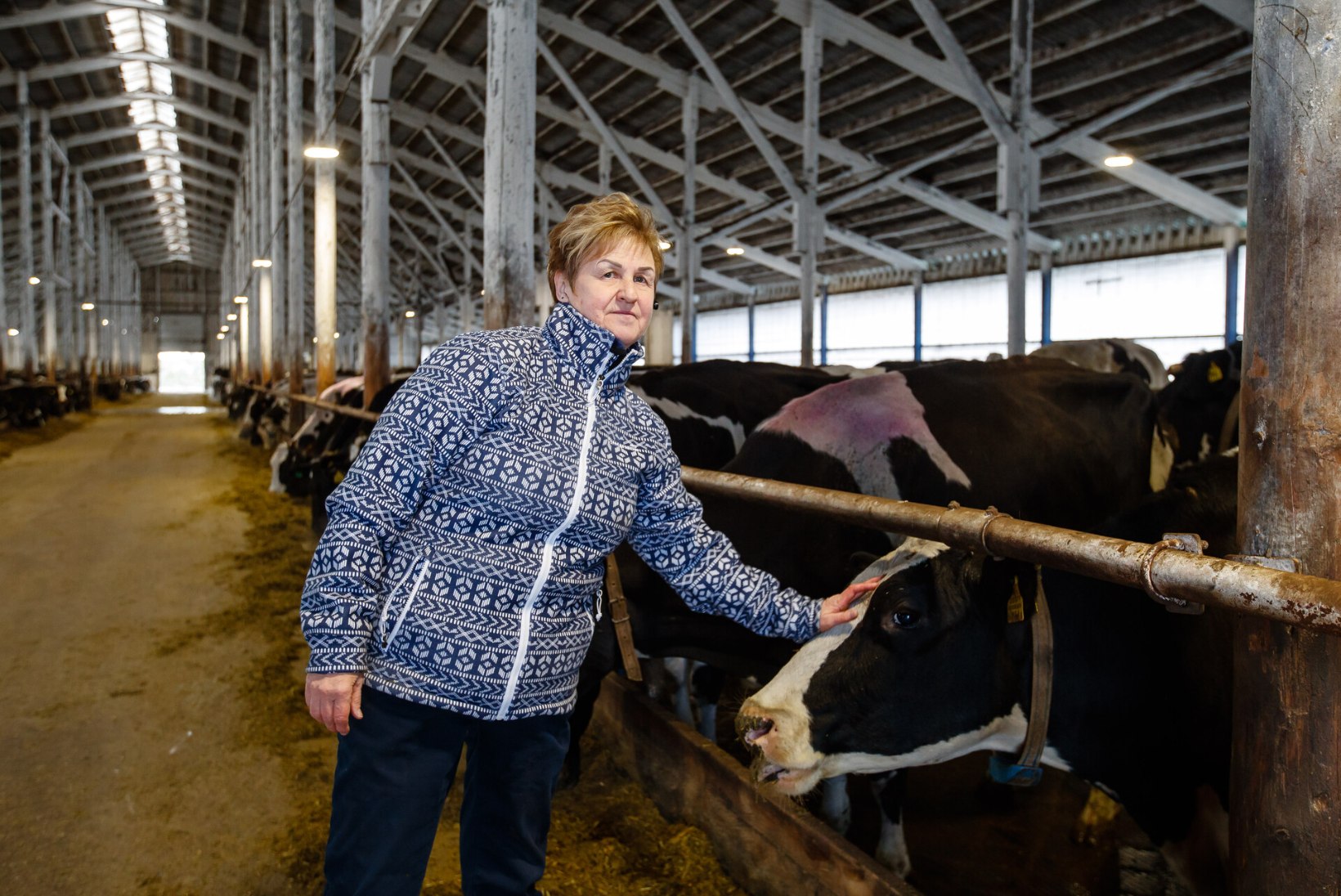 41 aastat lehmadega töötanud Heli Haiba: „Vaata, kui ilus, suur ja mõnus loom on lehm. Iseloomuga!“