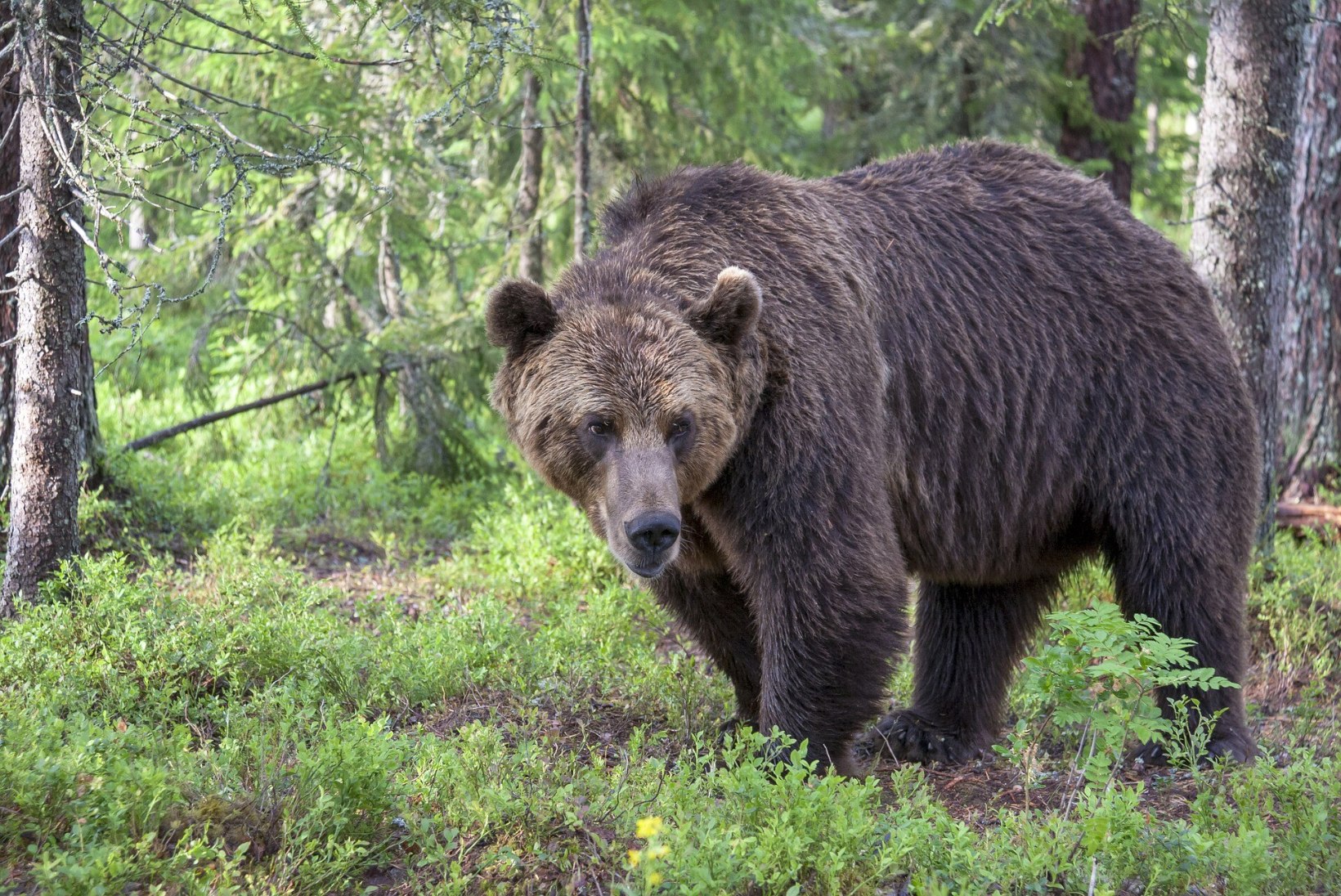 Karusid kohtab sagedamini, kuid tavalisest agressiivsemad nad pole