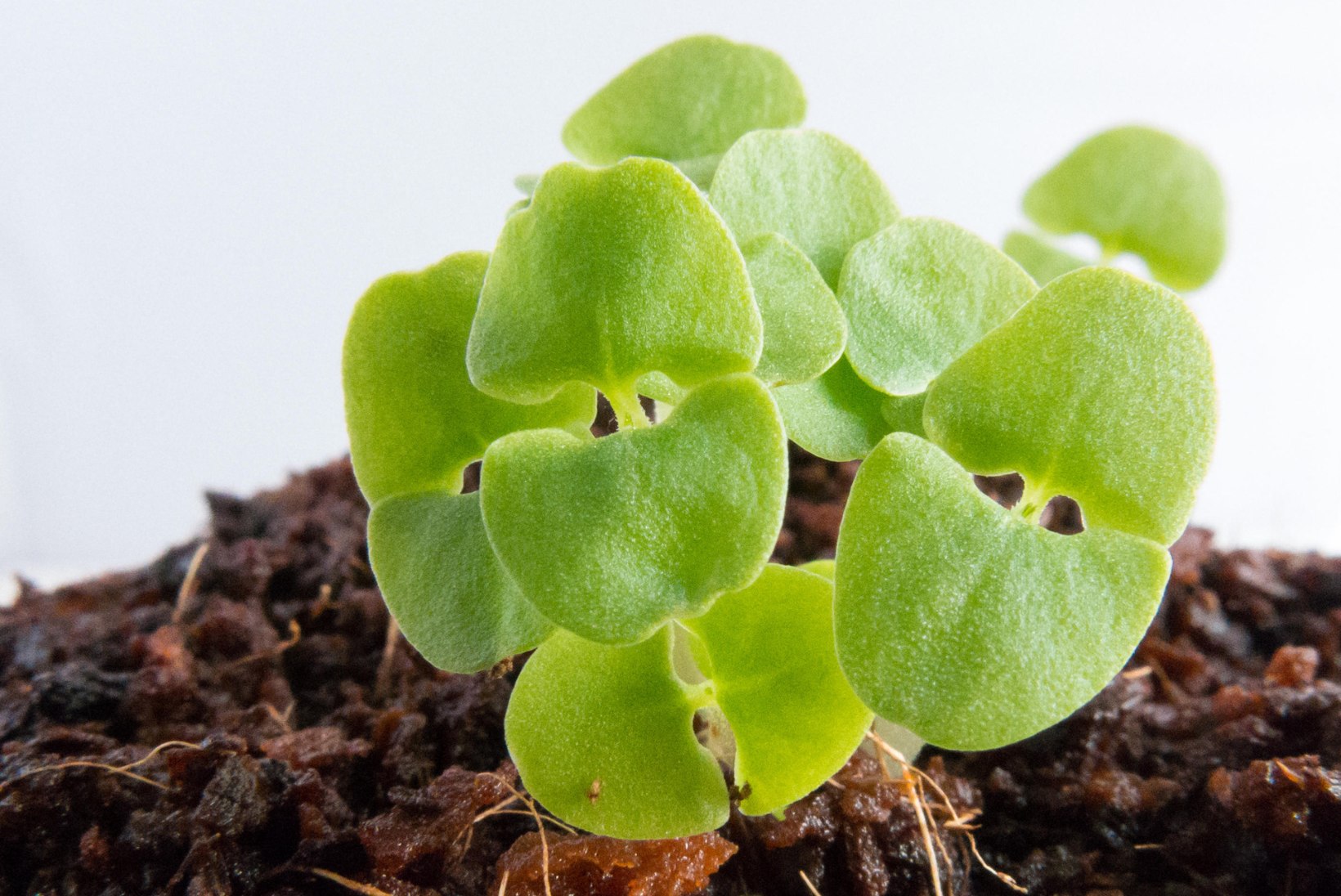 TURGUTA ELUJÕUDU: praegu on õige aeg seemneid varuda! Kuidas neile kasvamiseks hoogu anda?