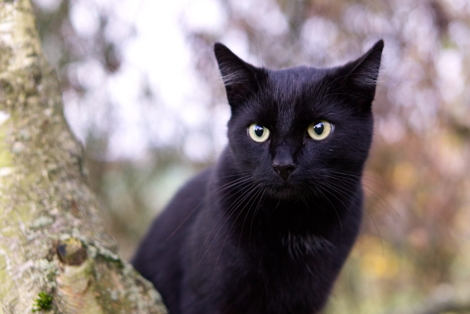 NÕIALOOM VÕI SIISKI MITTE? Oktoober on seitsmes varjupaigas üle Eesti musta kassi kuu