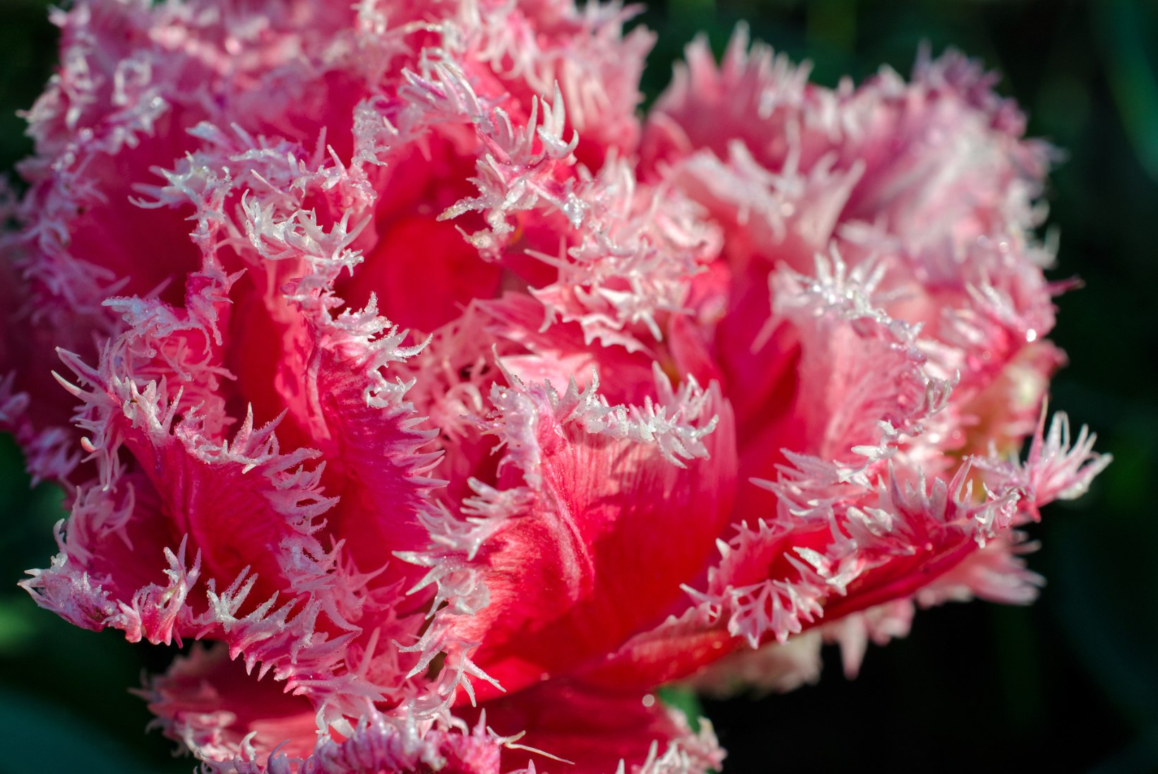 SUUR FOTOLUGU |  Kas haareminaiste lillesibulaid peab kuivatama või ei? 