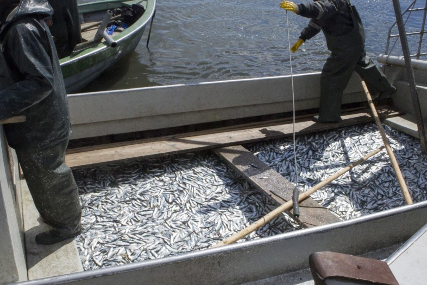 Merealaplaneering: Hiiu Kalur ja kalatööstuse firmad kaebasid valitsuse kohtusse