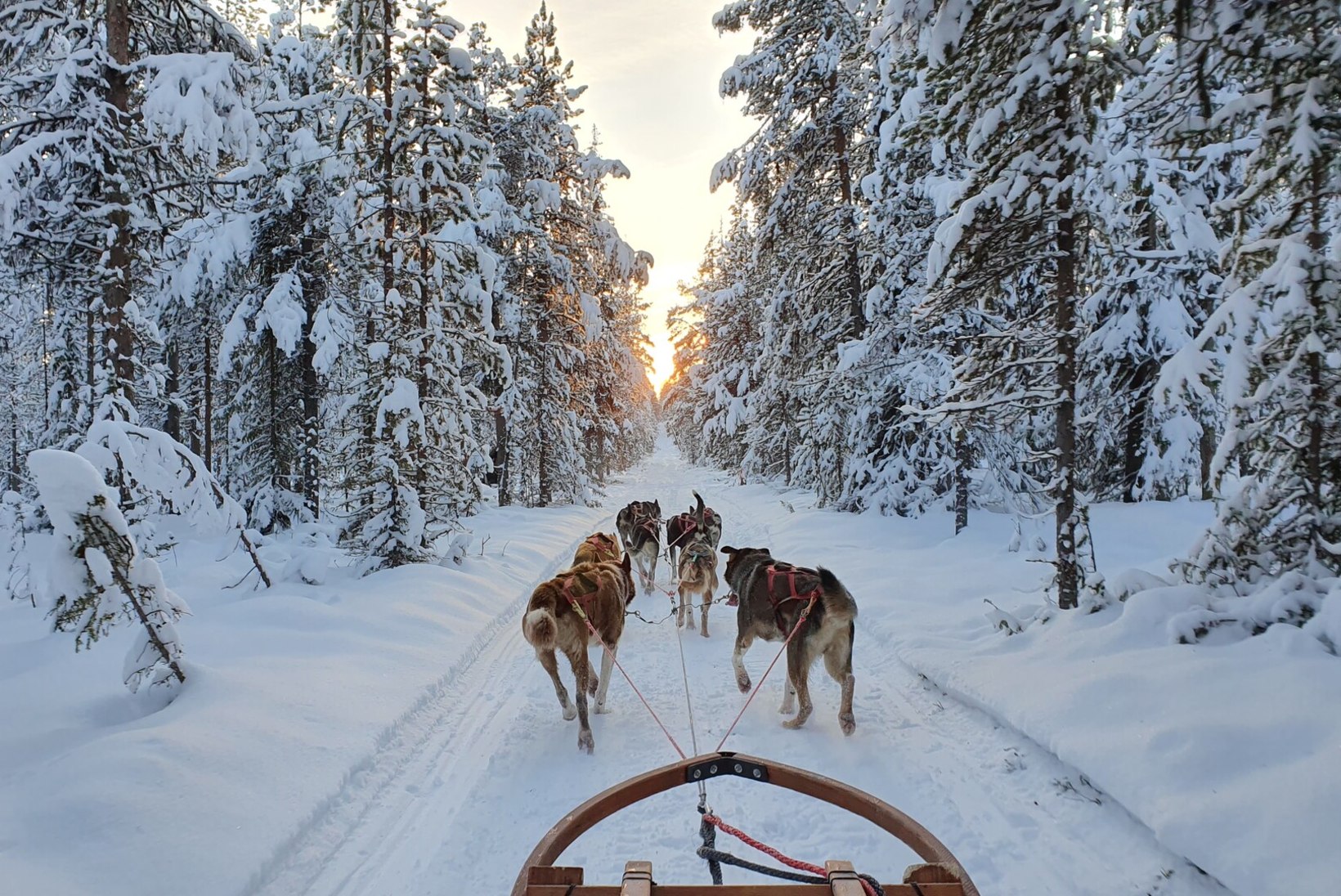 Elu keset koeri ja lund: eestlanna töötab Põhja-Rootsis kelgukoeramatkade giidina