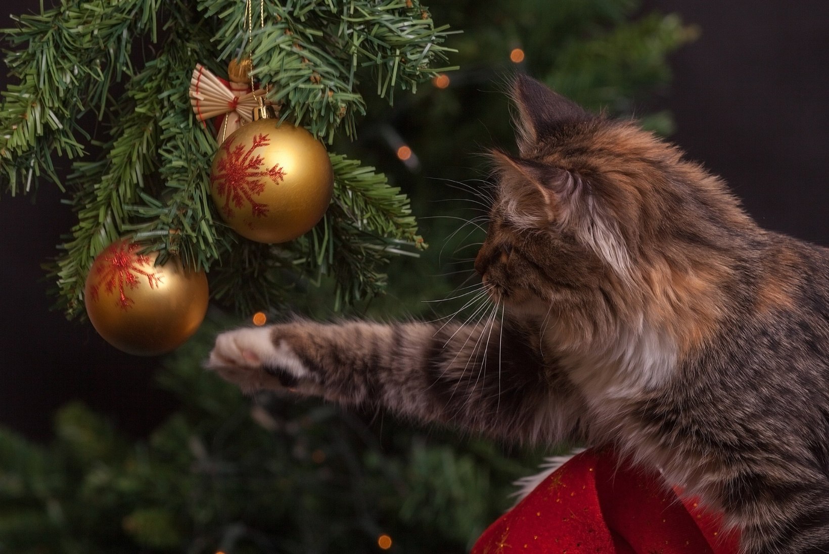 PÜHAD KARVASE SÕBRAGA: trall ümber jõulupuu võib rikkuda lemmiku tervise. Anname sulle vajalikud nipid! 
