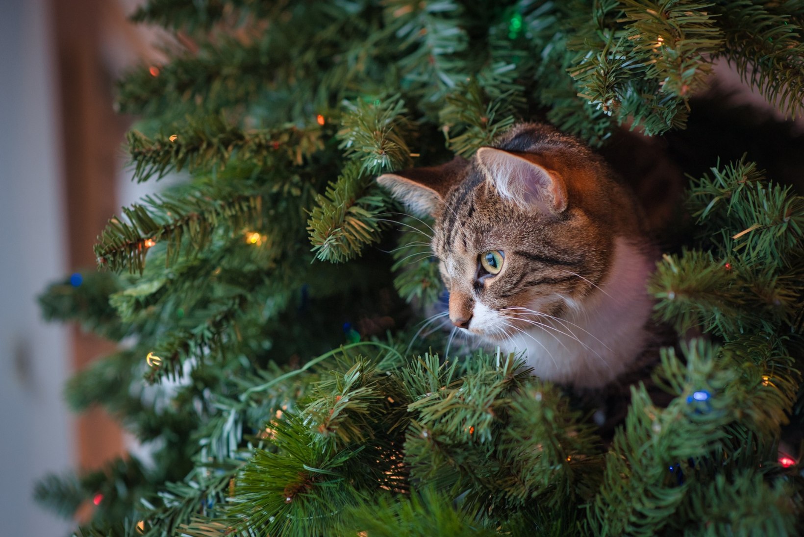 PÜHAD KARVASE SÕBRAGA: trall ümber jõulupuu võib rikkuda lemmiku tervise. Anname sulle vajalikud nipid! 