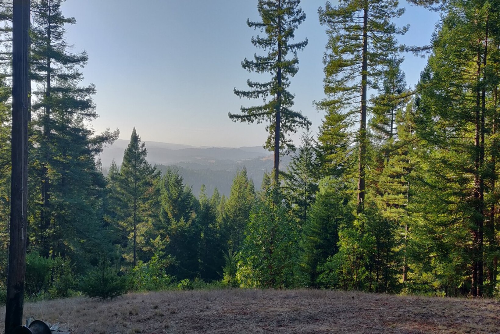 Metsade majandamisest Californias eestlaste metskonnas, kus puud on kõrged ja talvised raied keelatud