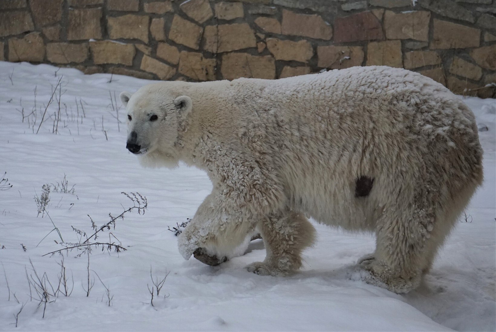 KIRJELDAMATULT KURB: loomaaia jääkarupoegadel jätkus elujõudu vaid ligi nädalaks