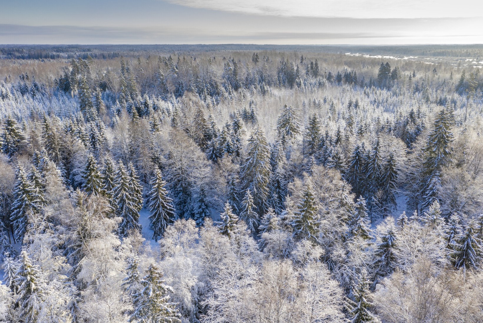 Rohepööre võiks tõsta Eesti puidu väärindamise järgmisele tasemele