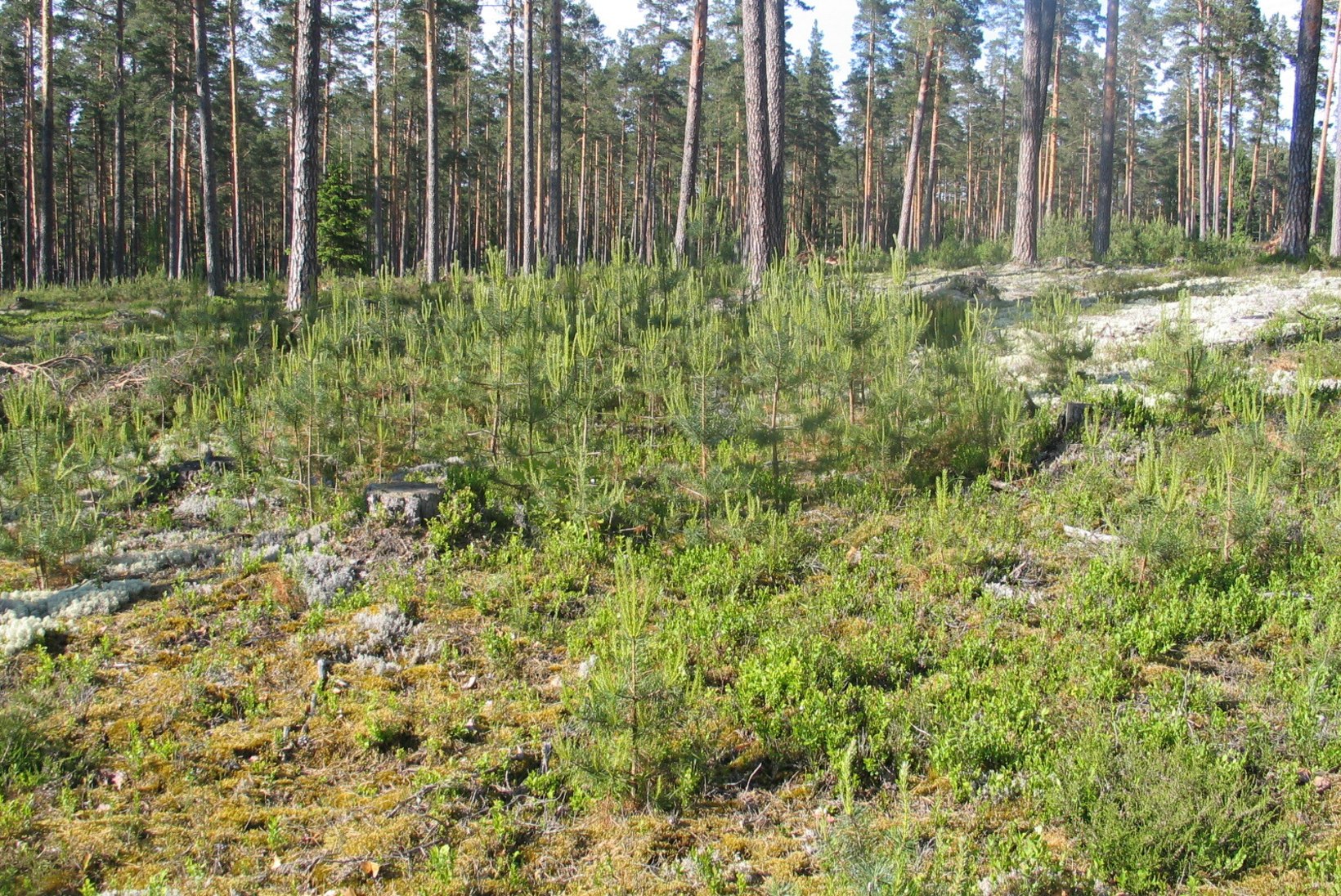 Metsa järgulise majandamise ja jätkukasvatuse raietest Soome näitel 