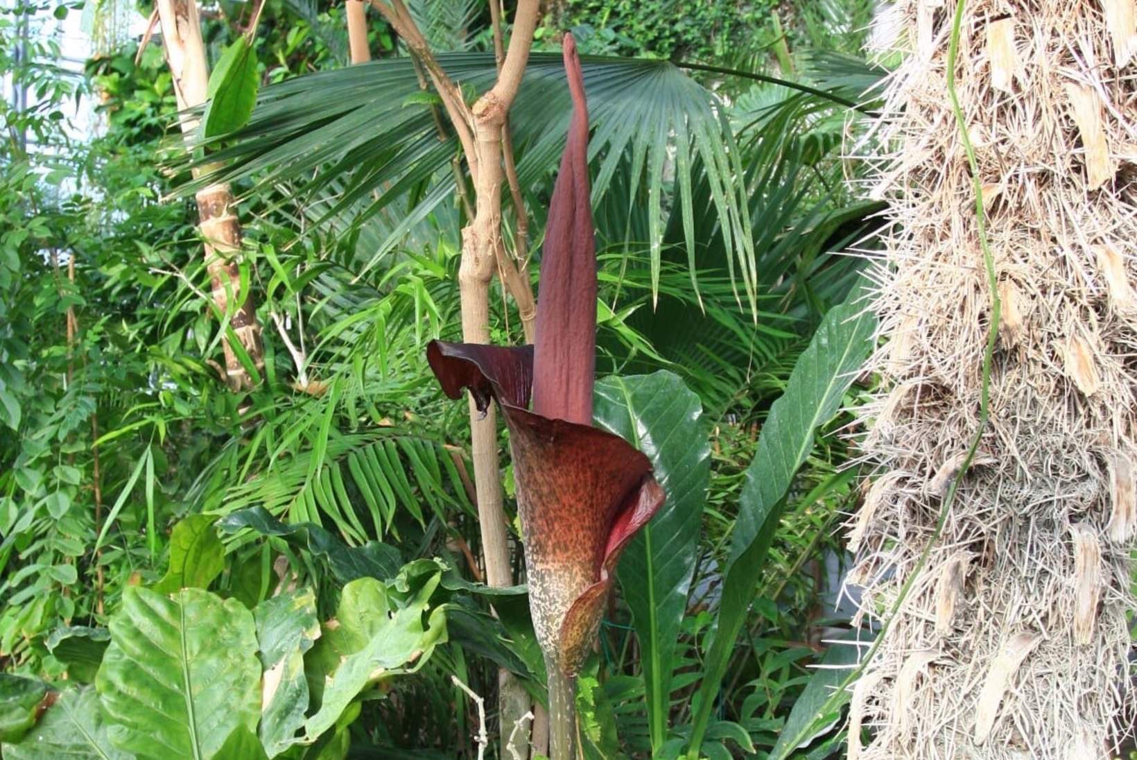 Tartu ülikooli botaanikaaia palmihoones haiseb – õitseb Rivière’i titaanjuur!