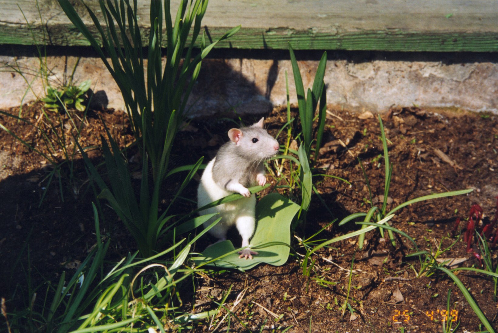 Söödaks ostetud hiired tapsid lemmikloomana peetava mao