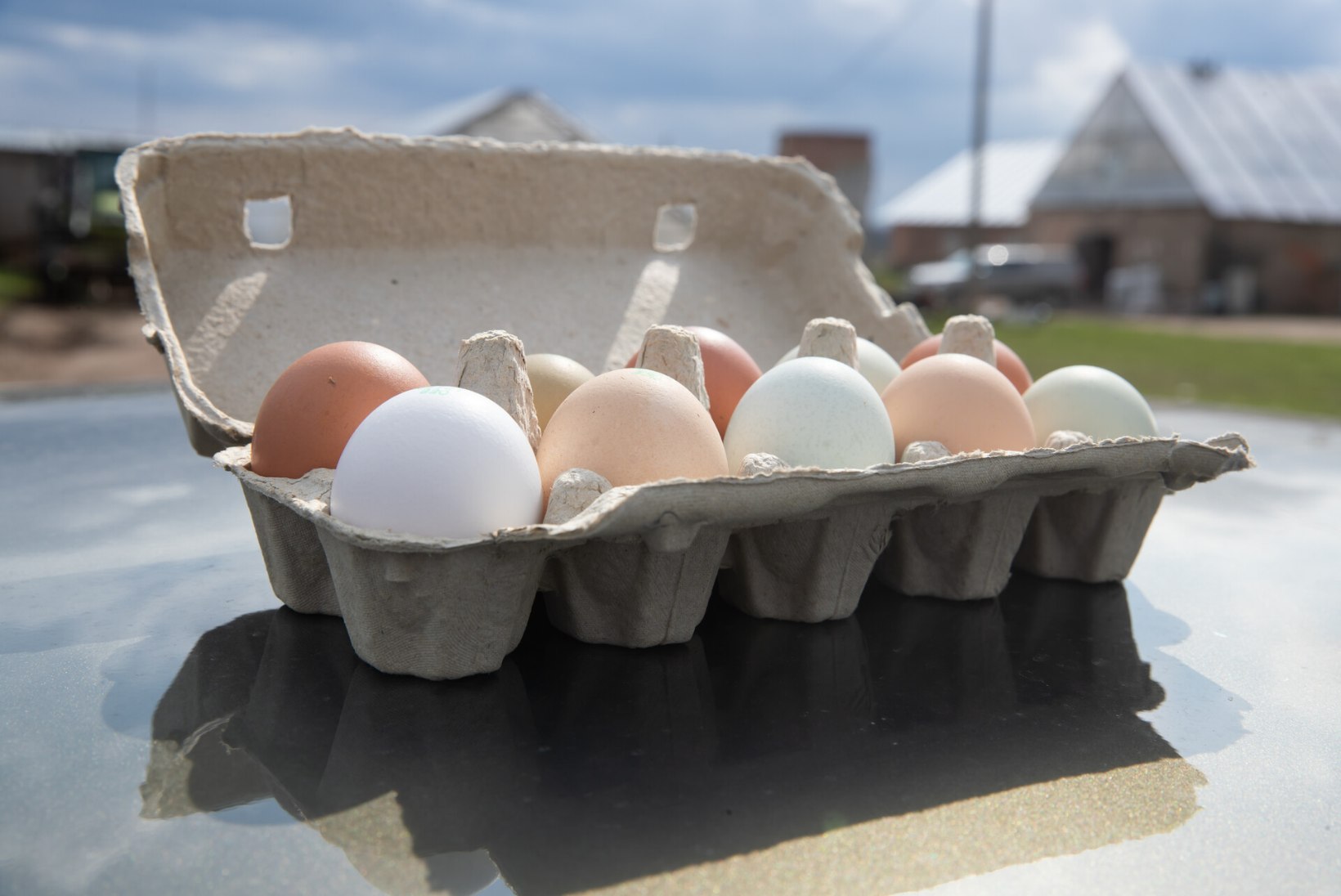 KOKSI TEADLIKULT: mida tähendab mahemuna, vabalt peetava, õrrel istuva või puuris oleva kana muna?