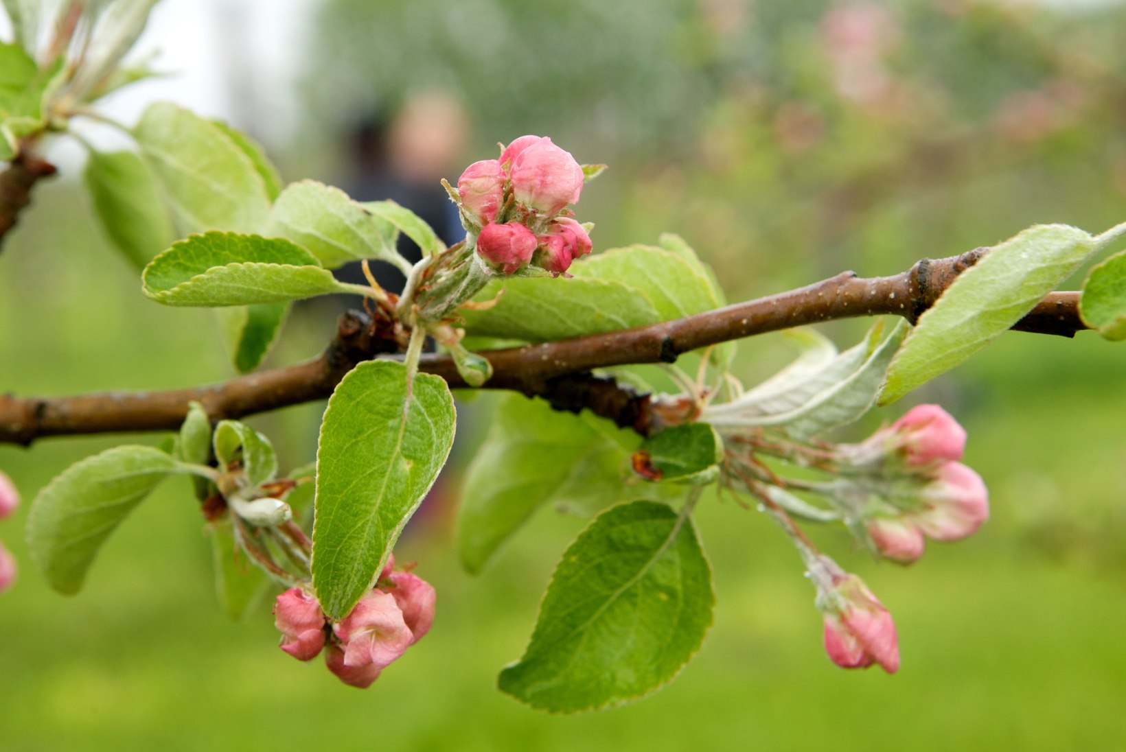 Kevad puuvilja- ja marjaaias: koduaia taimekaitsetööd tehakse enamasti kahes järgus. Vaata parimaid nippe!