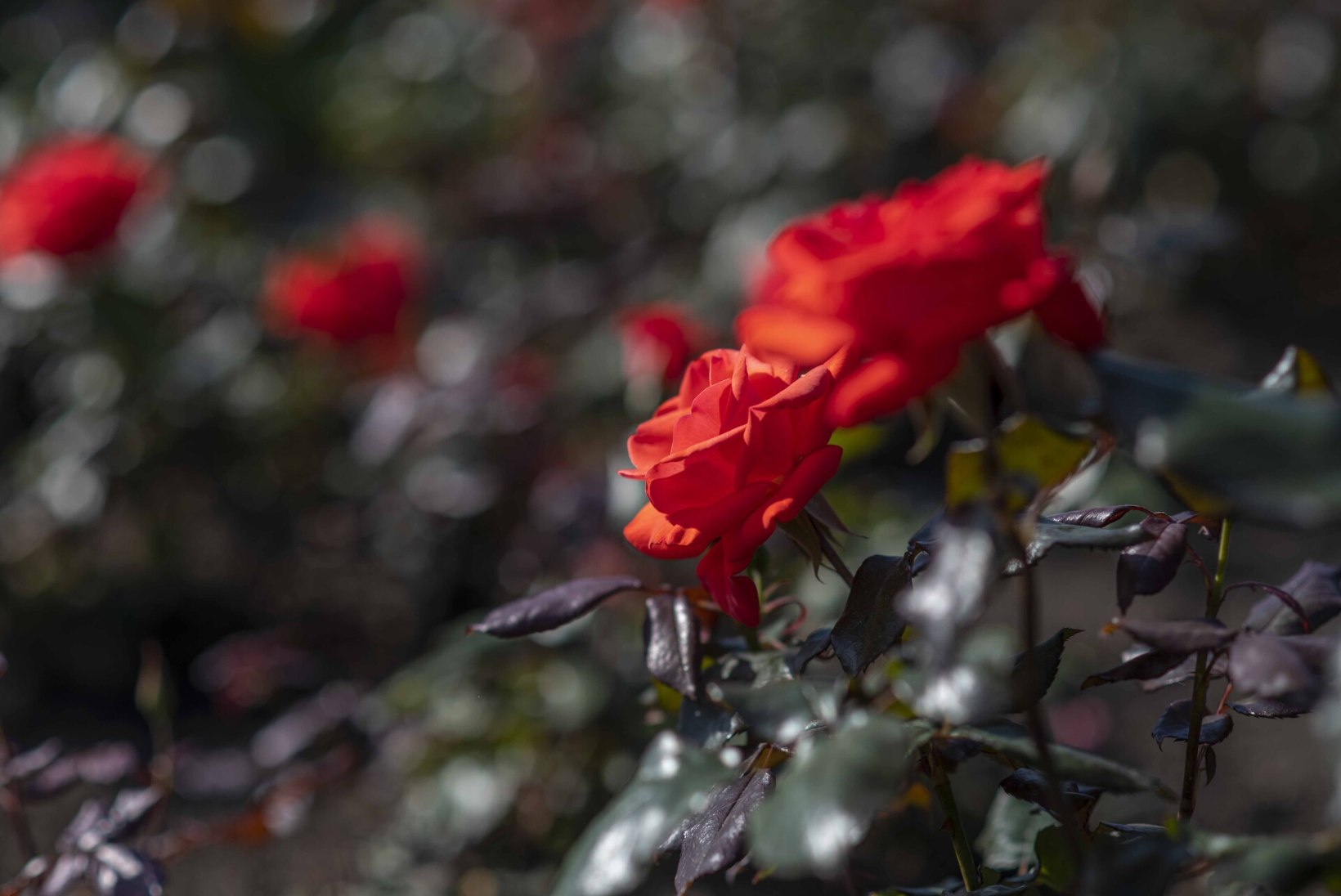 ROOSIAIA KUNINGANNAD! Esimesed roosid Tallinna Botaanikaaia uuele roosiaiale annetatakse Elizabeth II auks