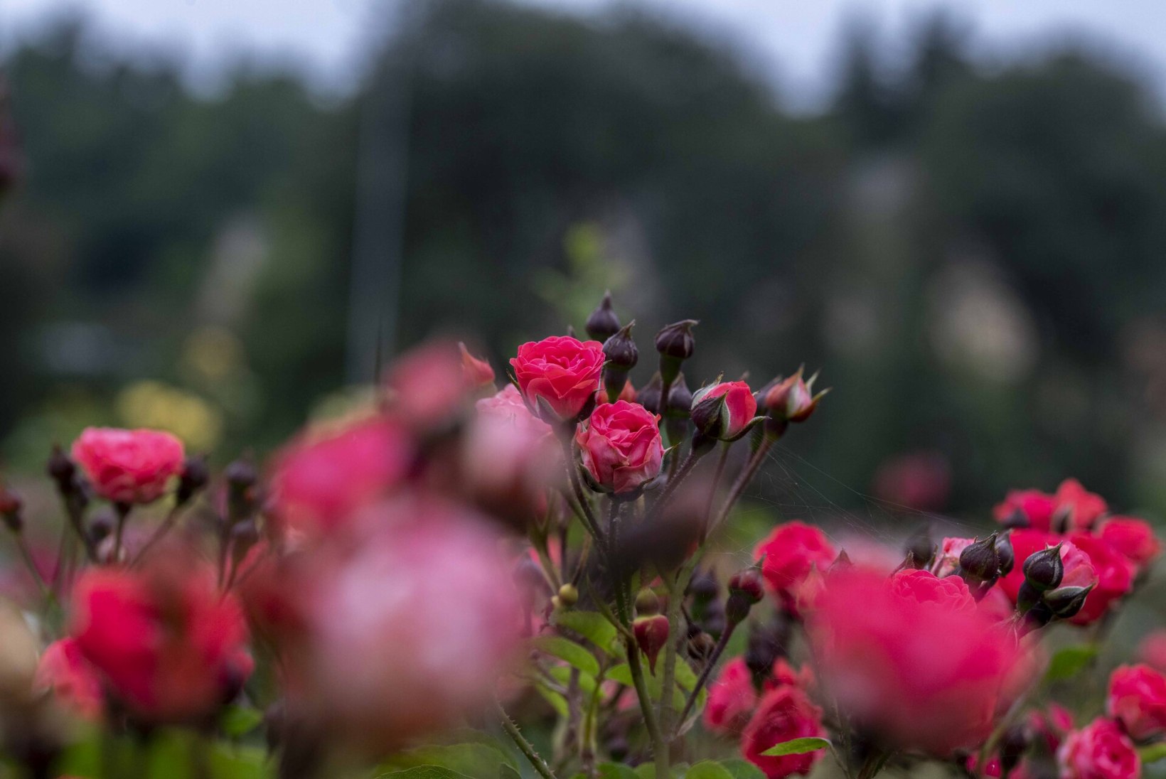 ROOSIAIA KUNINGANNAD! Esimesed roosid Tallinna Botaanikaaia uuele roosiaiale annetatakse Elizabeth II auks