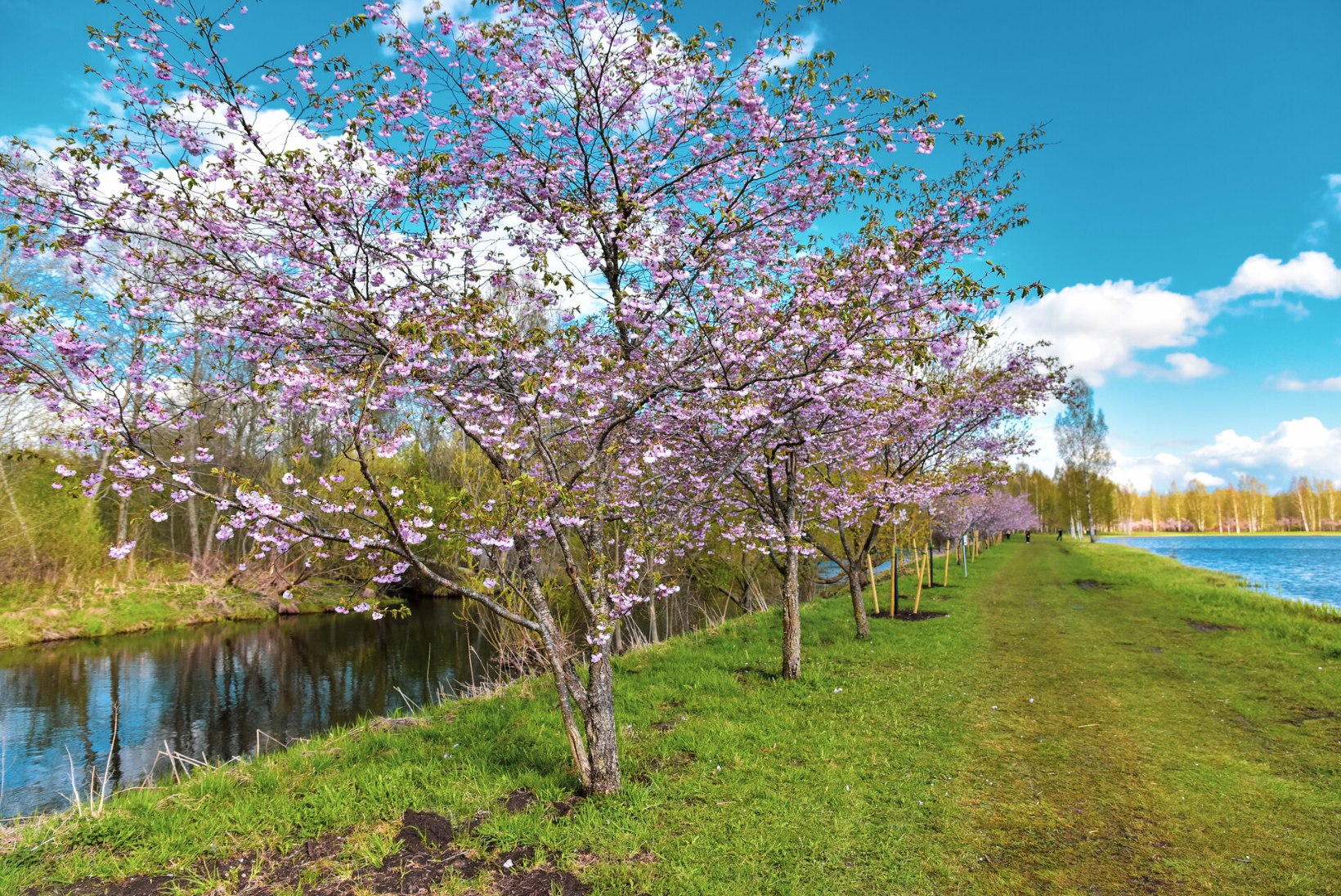 MAALILINE GALERII | Türil pakub siseturistidele silmailu üle 150 kirsipuu