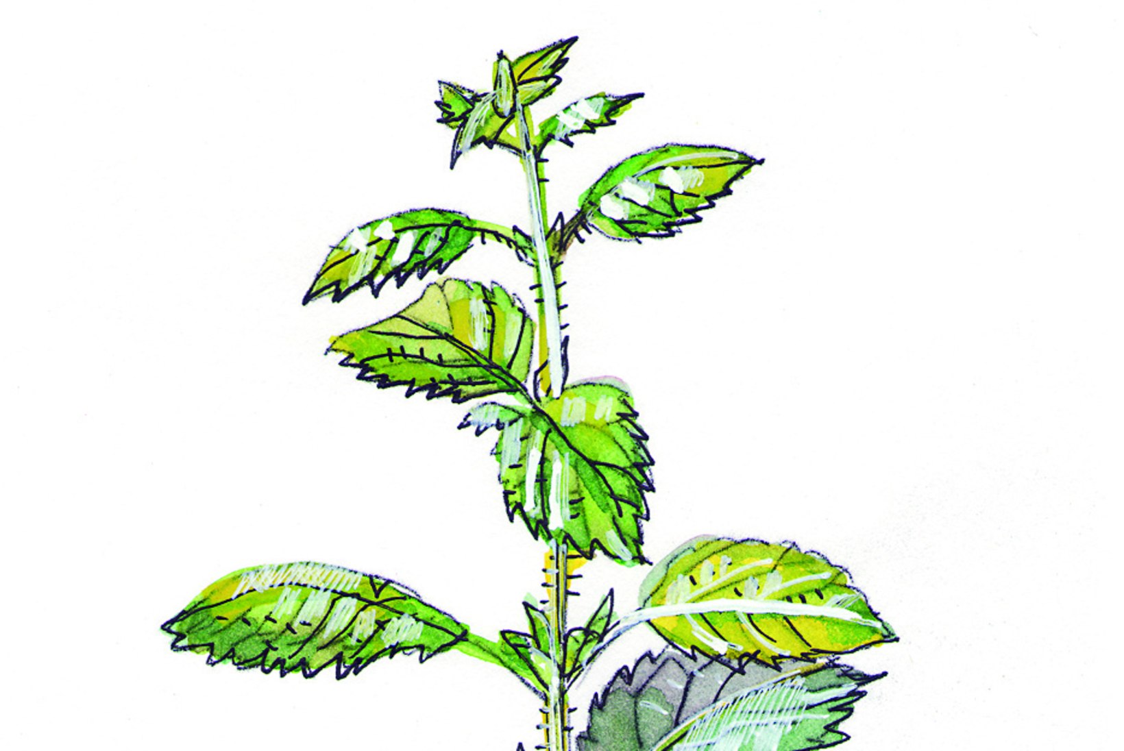 RAVI LOODUSEST: need tuntud taimed aitavad leevendada ärevust